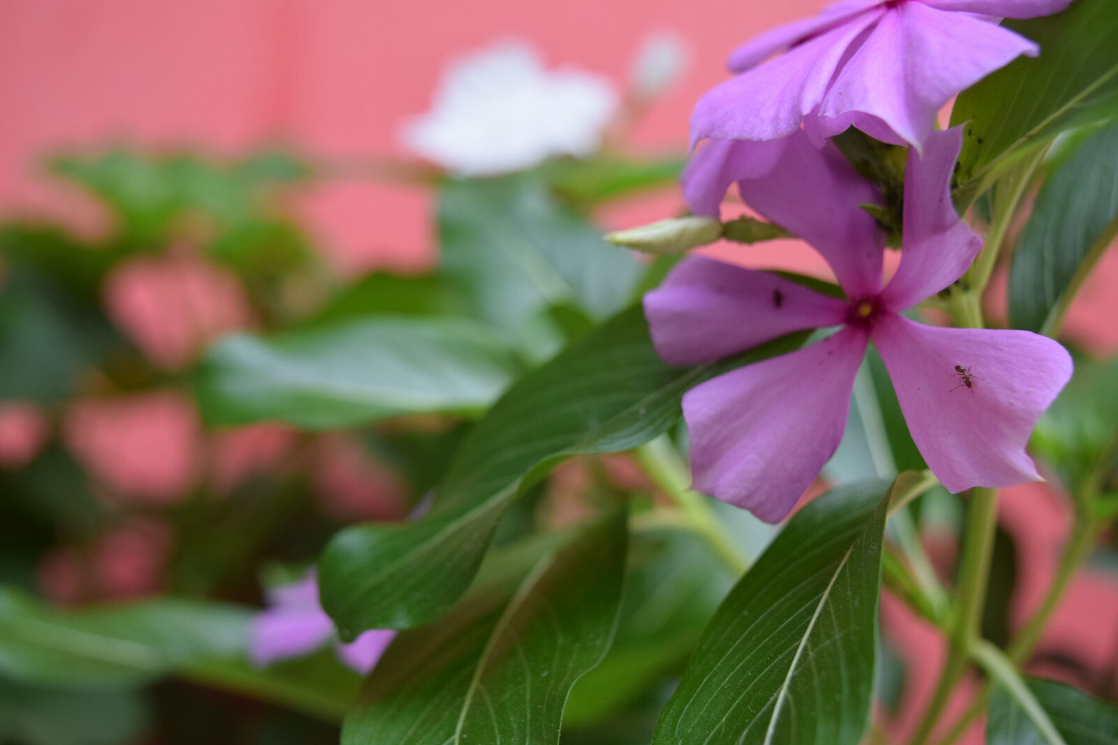 Nikon D3300 sample photo