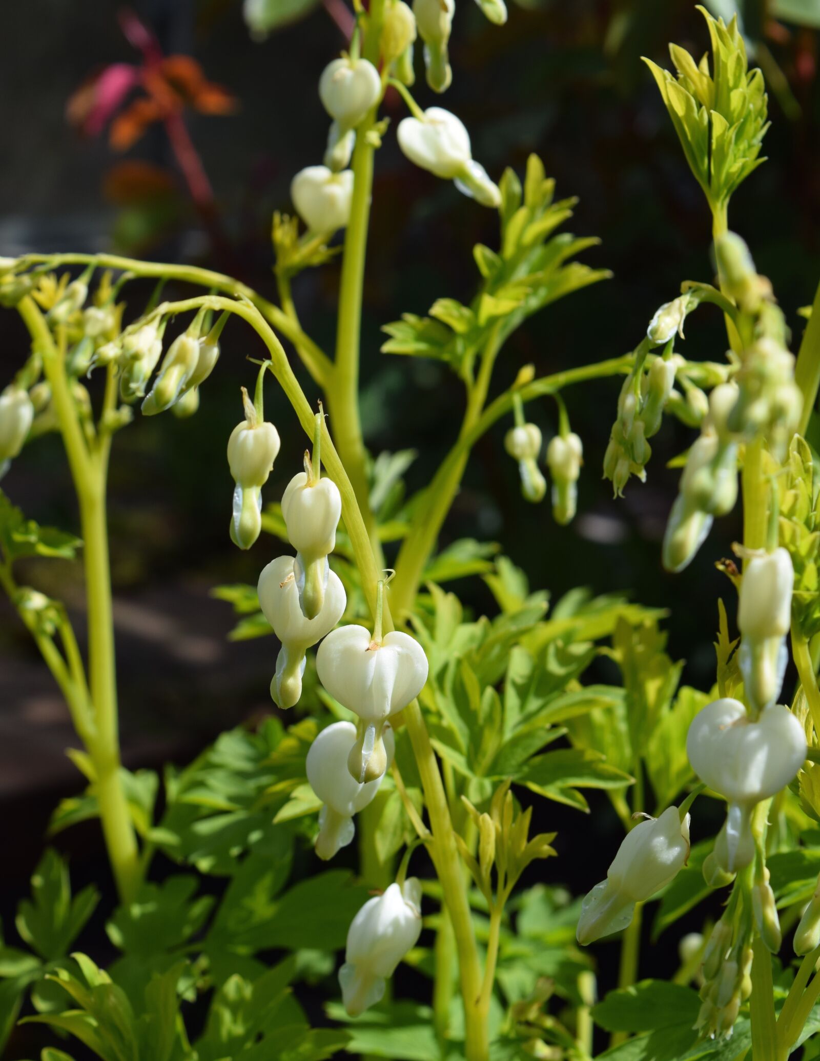 Nikon D5300 sample photo. Dicentra alba, dicentra, white photography