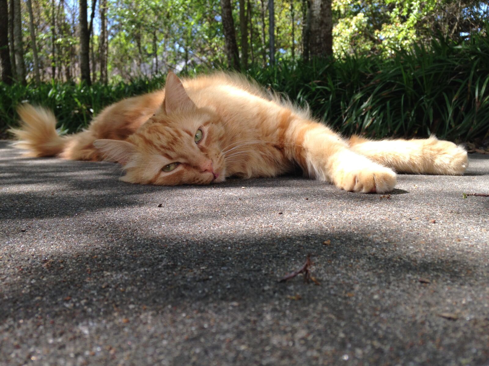 iPhone 5c back camera 4.12mm f/2.4 sample photo. Cat, kitty, lazy photography