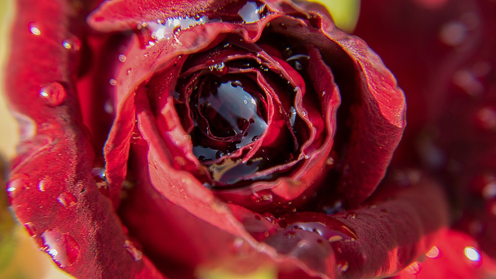 Canon EOS 80D sample photo. Rose, rain, raindrop photography