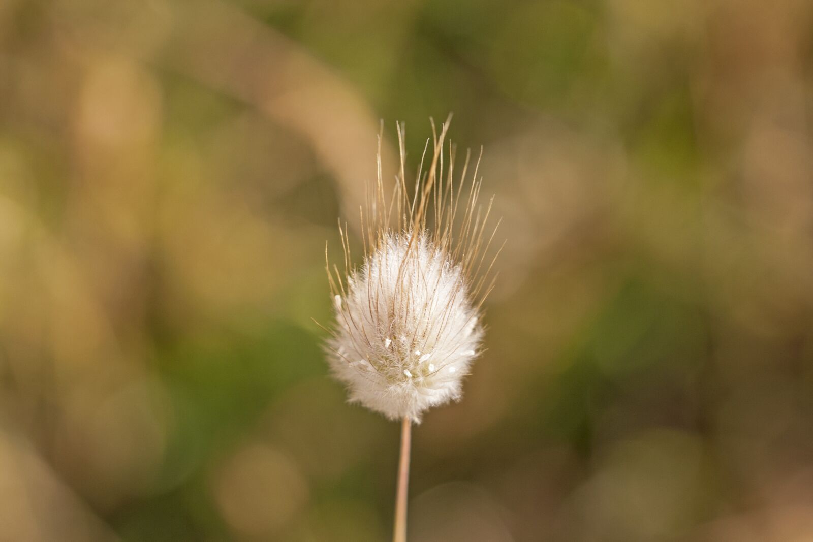 Canon EOS 400D (EOS Digital Rebel XTi / EOS Kiss Digital X) sample photo. Weed, bokeh, grass photography