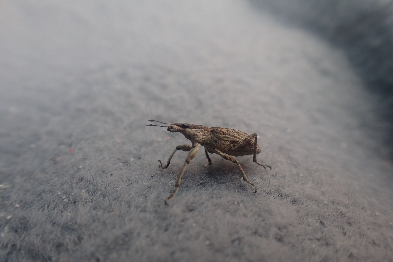Olympus TG-3 sample photo. Insect, alien, the creation photography
