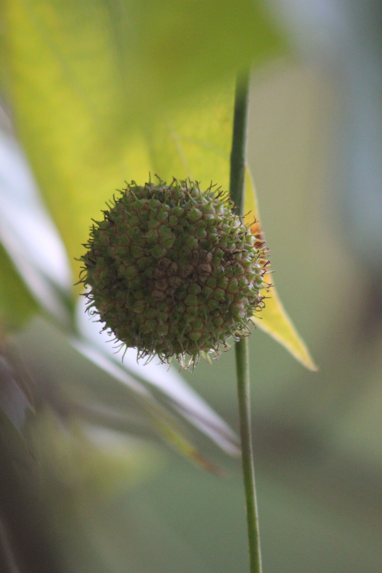 Canon EOS 550D (EOS Rebel T2i / EOS Kiss X4) sample photo. Leaf, horse chestnut, tree photography