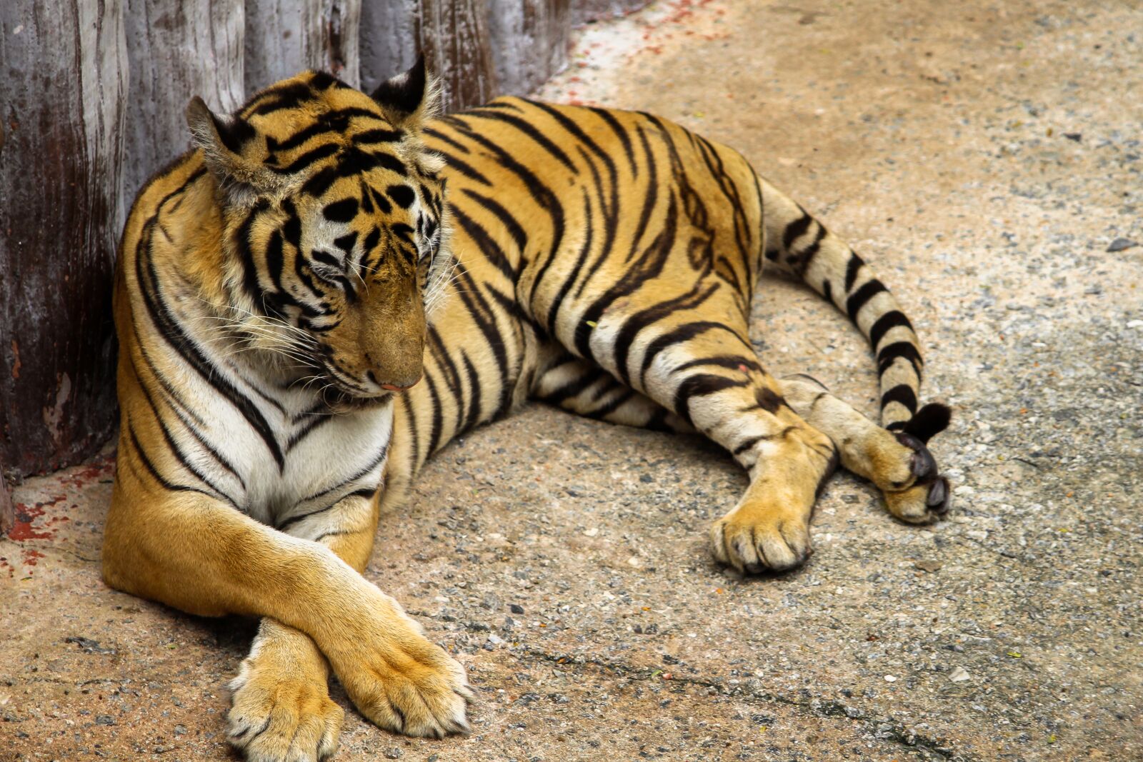 Canon EOS 700D (EOS Rebel T5i / EOS Kiss X7i) sample photo. Wildlife, animal, mammal photography