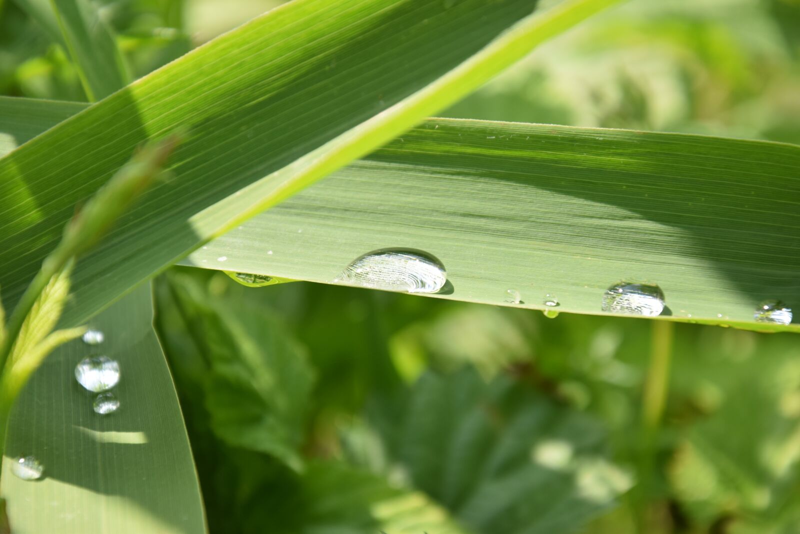 Nikon D3300 sample photo. Drop of water, green photography
