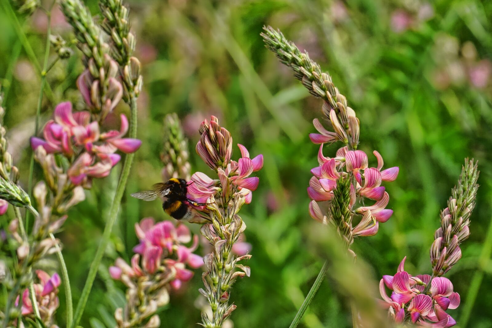 Sony a6000 sample photo. Plant, chuck sainfoin, hummel photography
