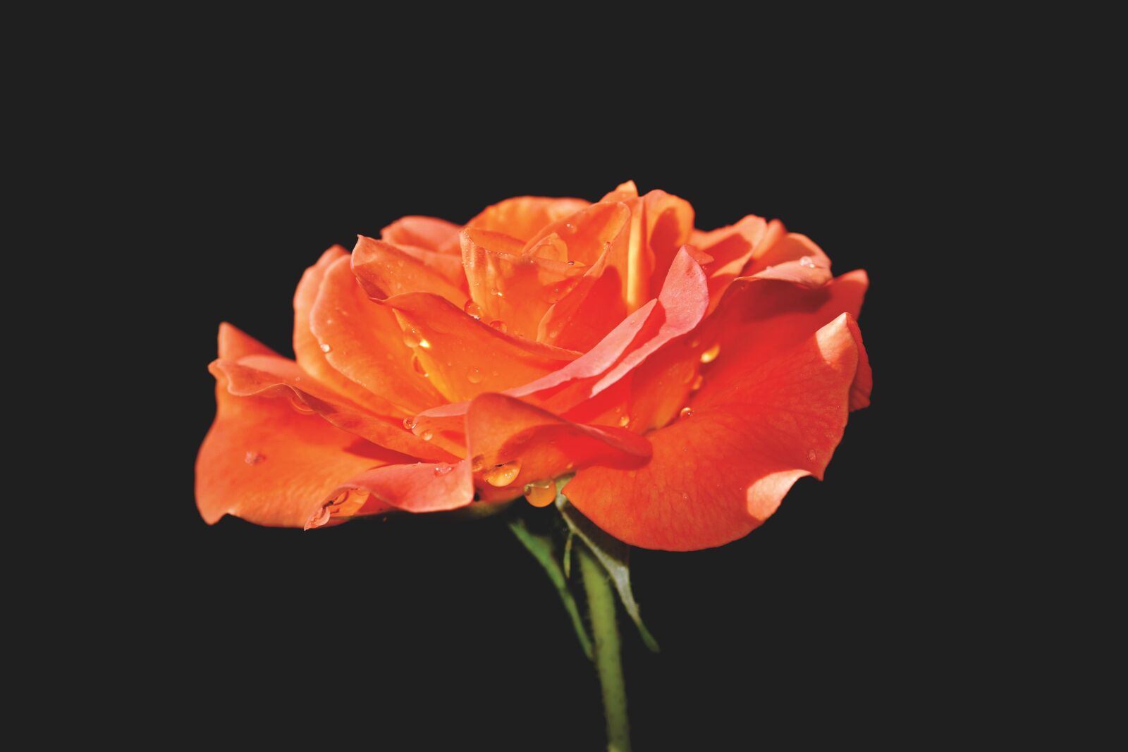 Nikon D7200 sample photo. Rose, rose bloom, garden photography