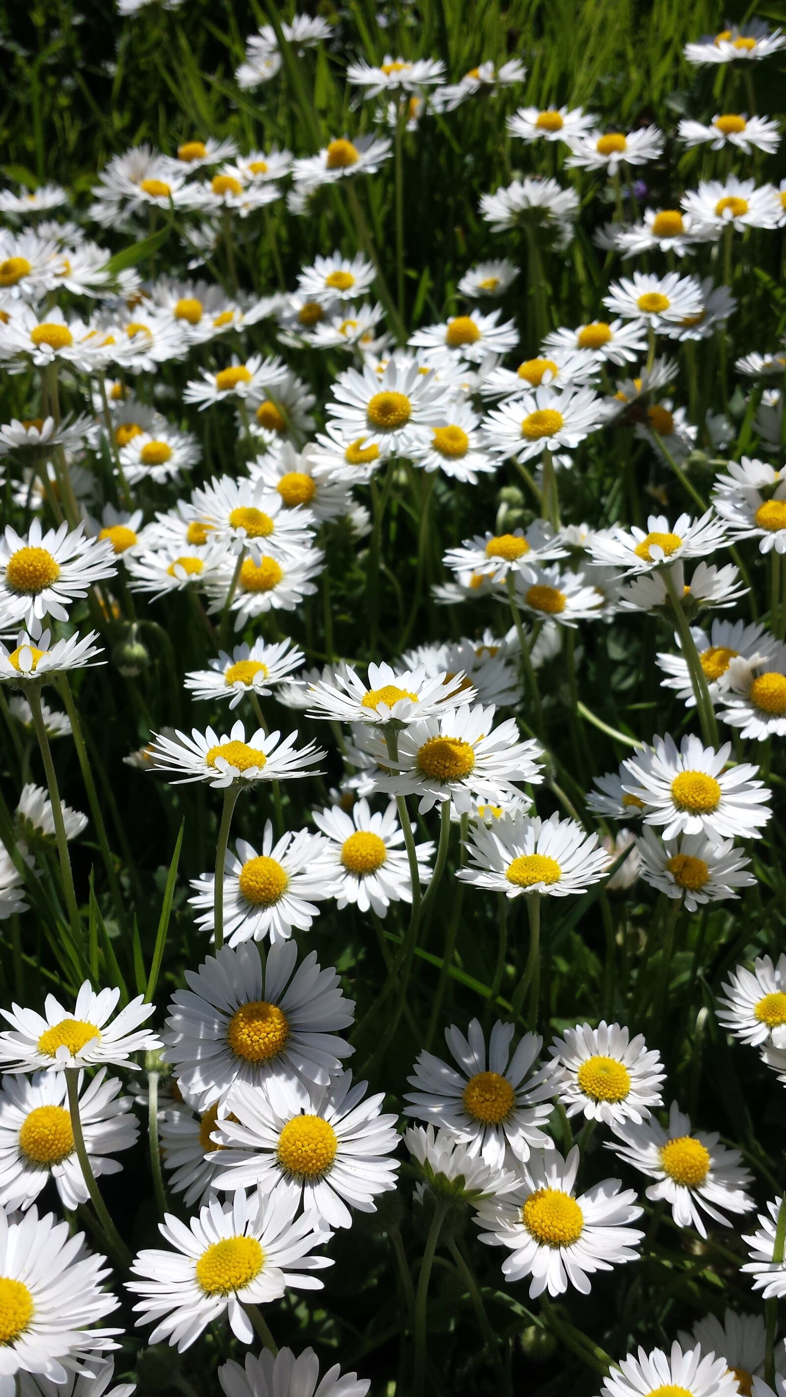 Samsung Galaxy S4 sample photo. Flowers, sea of flowers photography