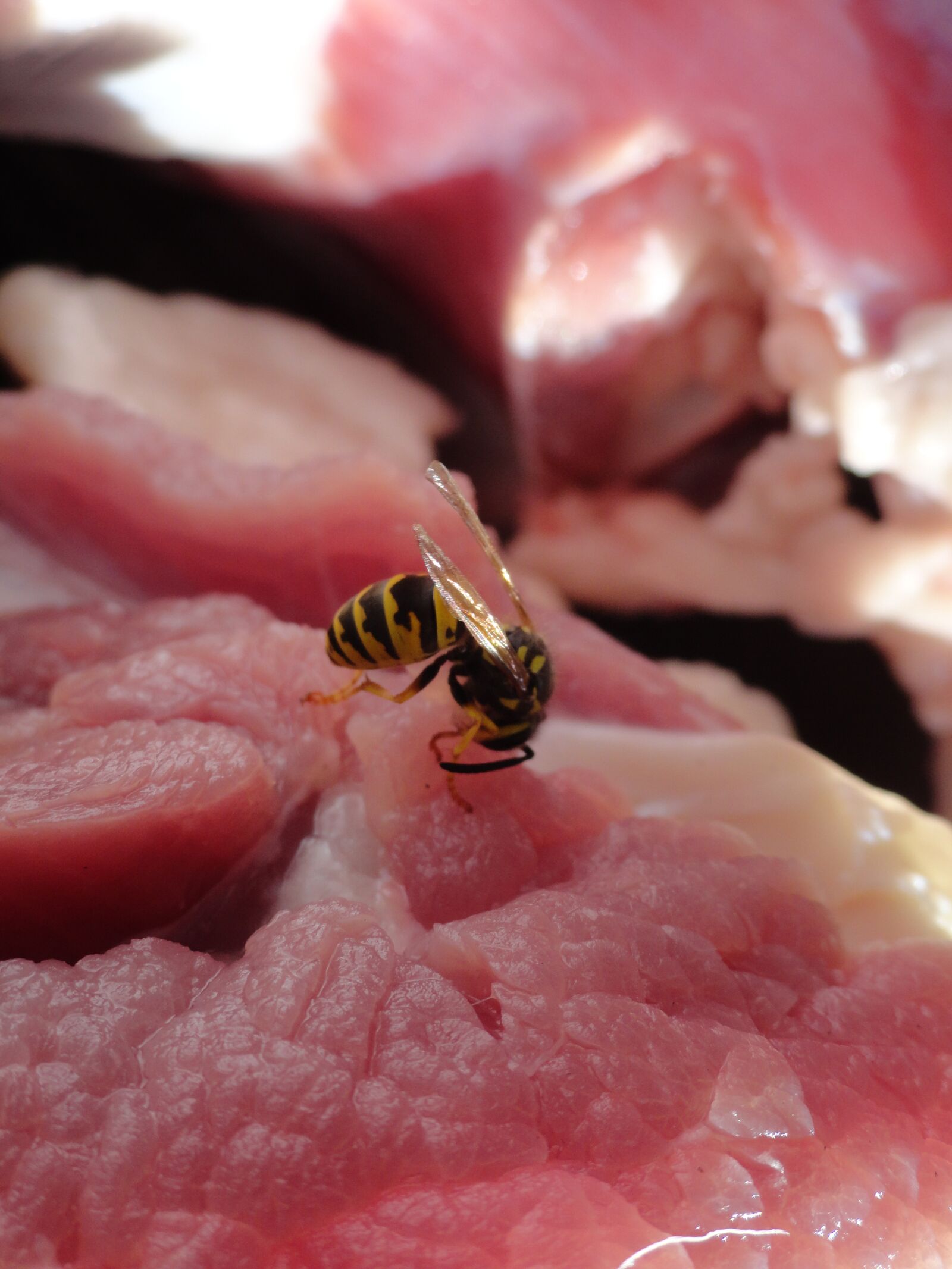 Sony Cyber-shot DSC-H70 sample photo. Wasp, insect, meat photography