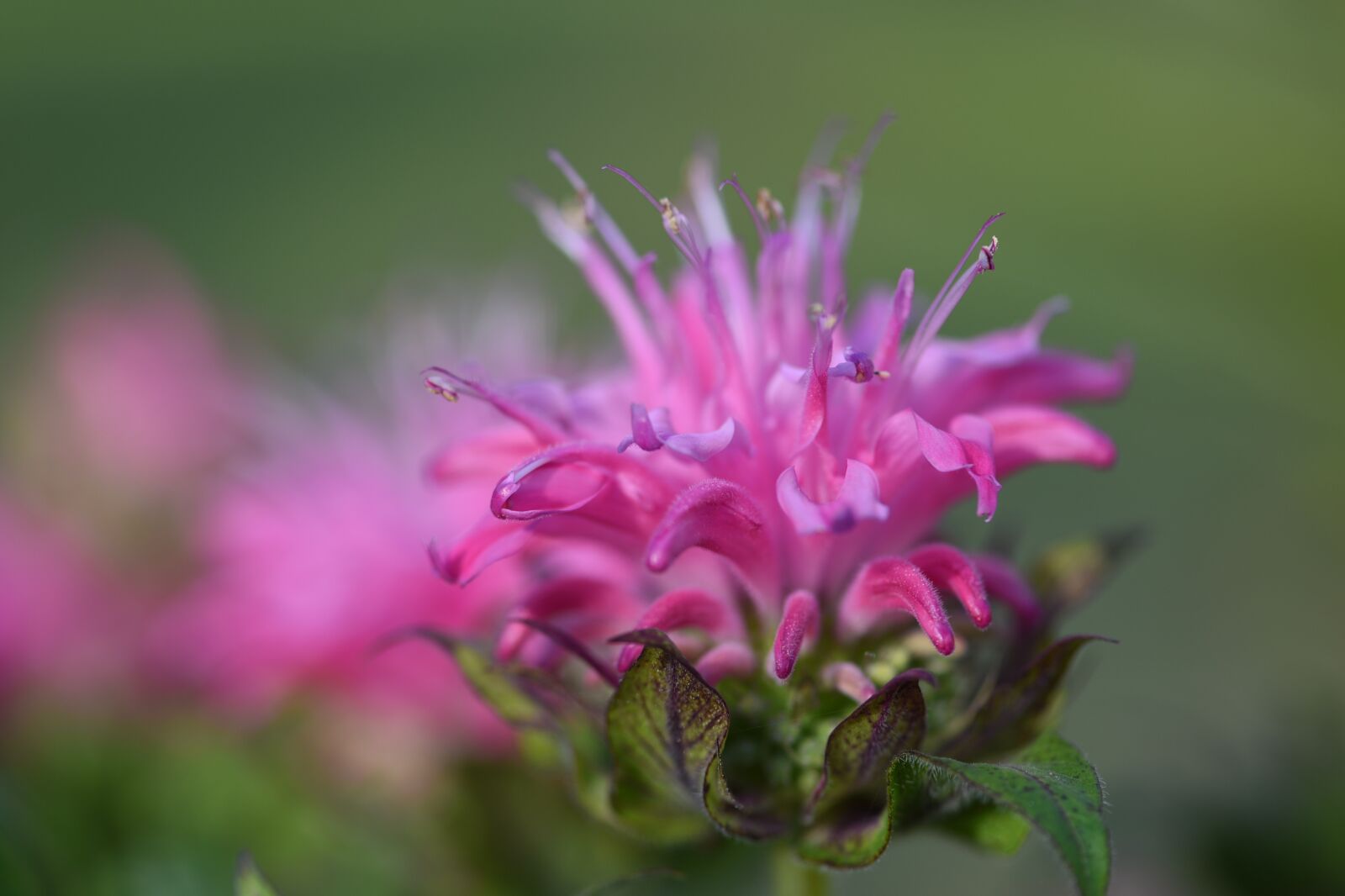 Nikon D750 sample photo. Flower, bloom, petals photography