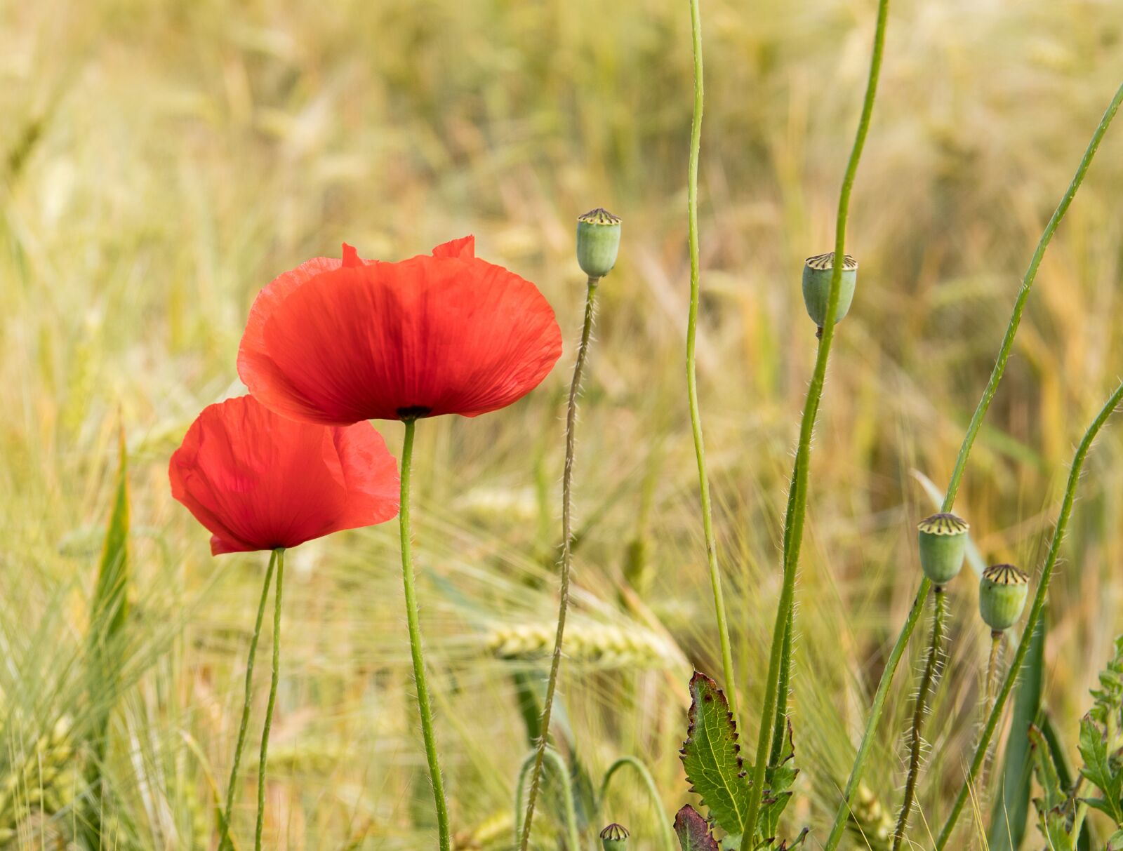 Canon EOS 80D sample photo. Poppy, poppy flower, klatschmohn photography