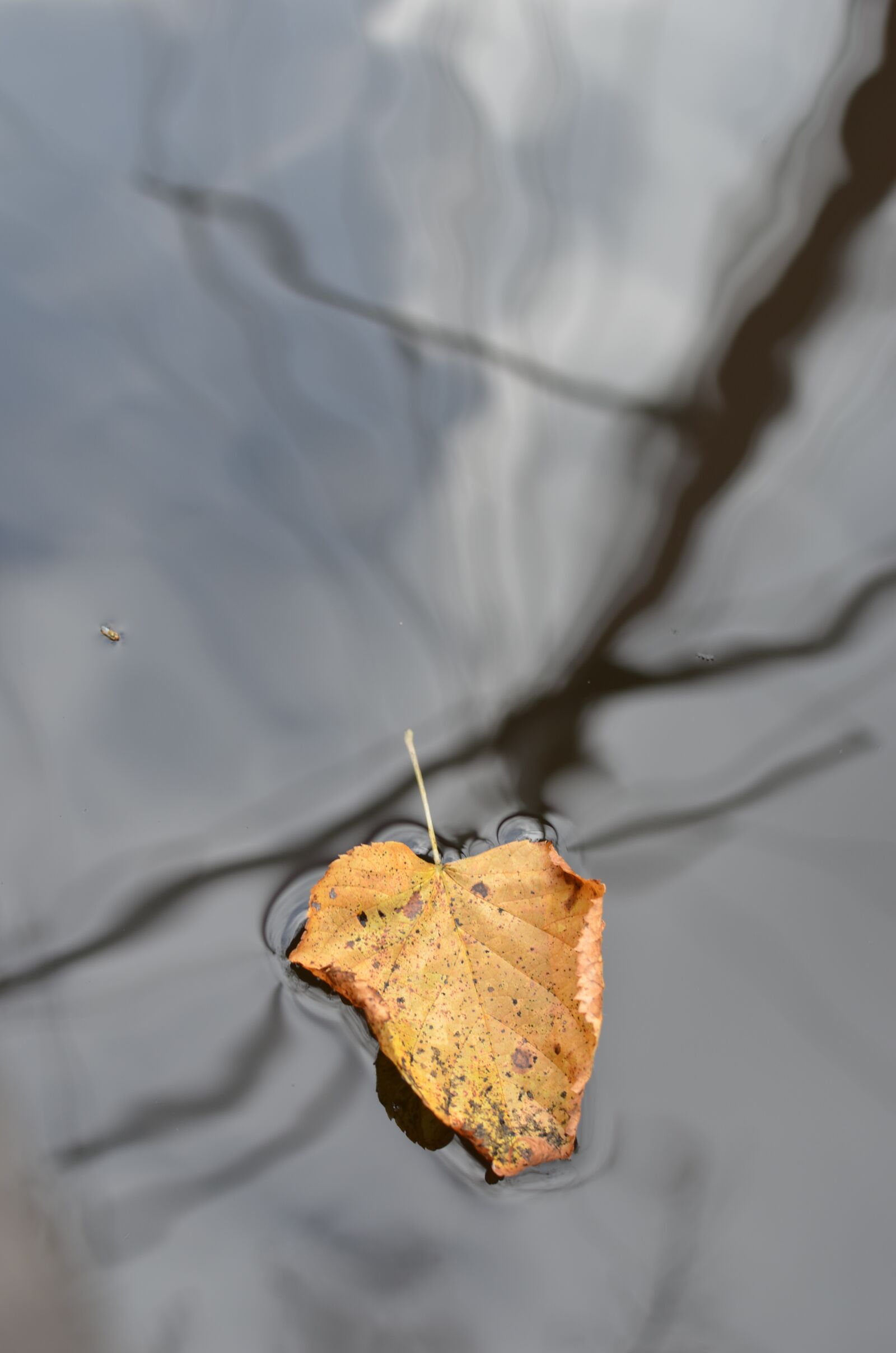 Nikon D5100 sample photo. Leaf, floating, mast photography