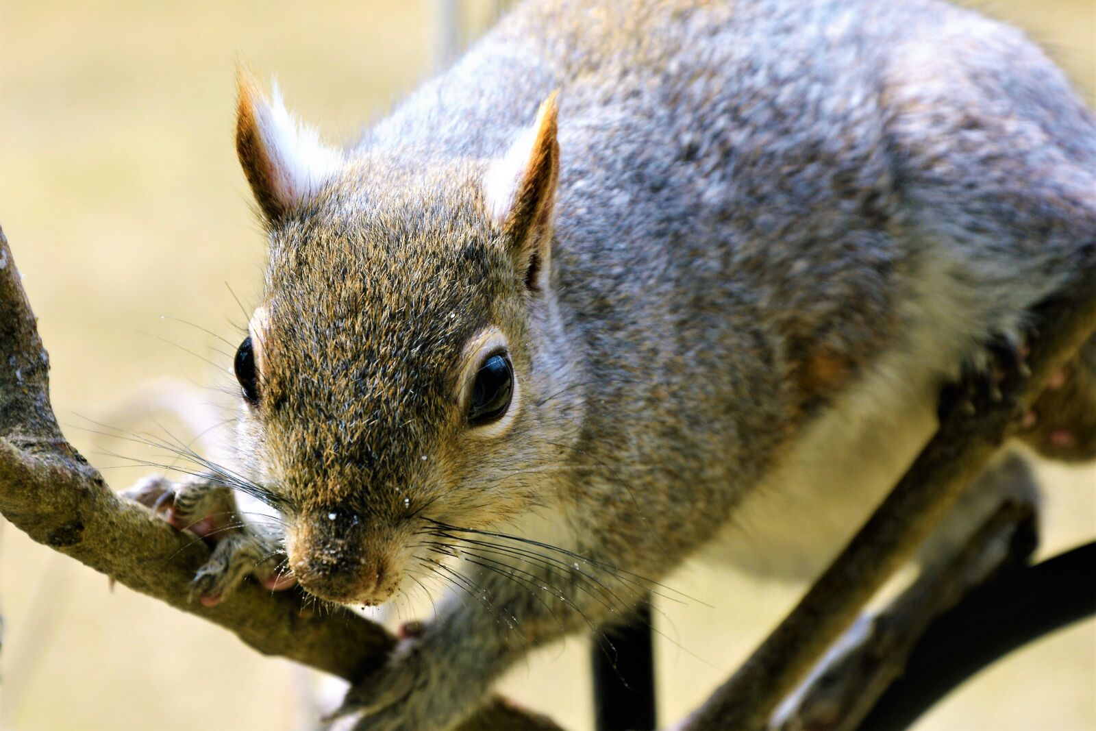 Nikon D7100 sample photo. Squirrel, young, staring photography