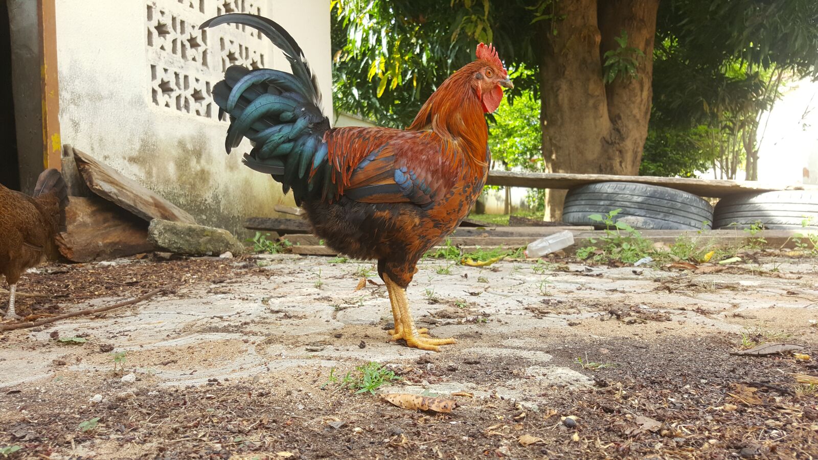 Samsung Galaxy Note5 sample photo. Chicken, rooster, fowl photography
