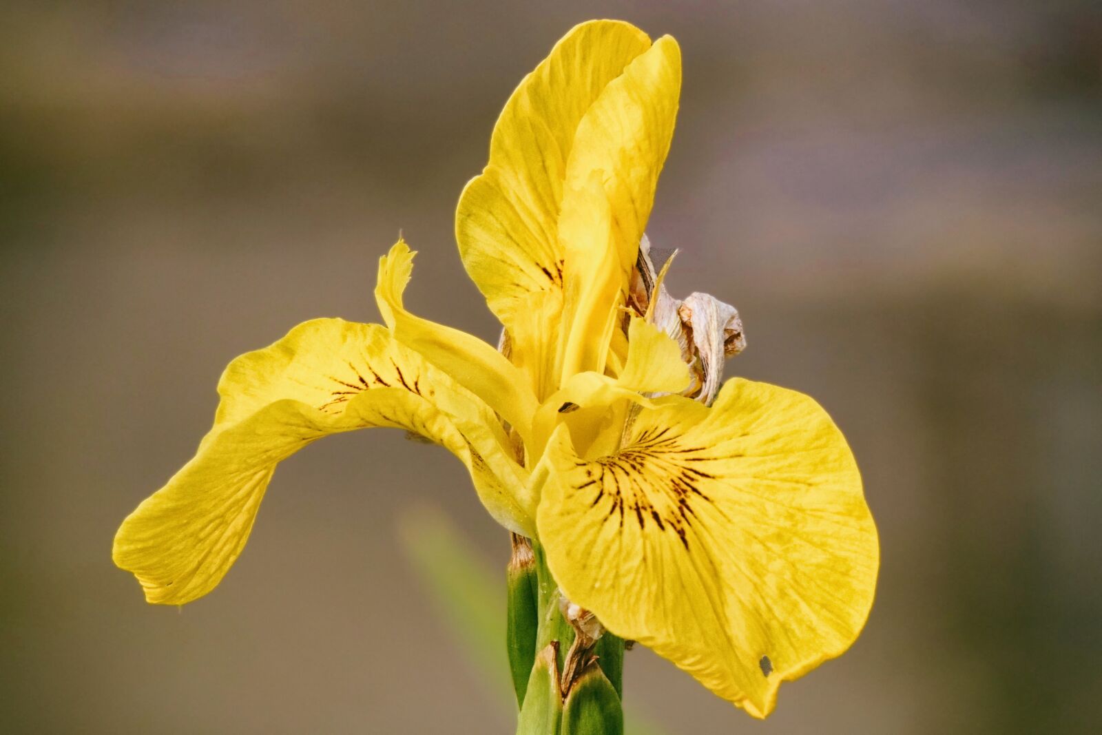 Nikon Coolpix P520 sample photo. Lily, yellow, iris photography