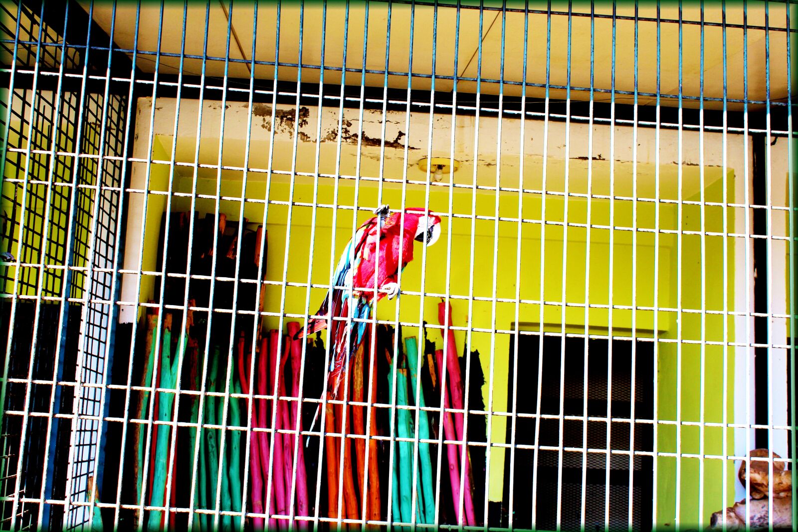 Canon EOS 1300D (EOS Rebel T6 / EOS Kiss X80) sample photo. Birds, park, fes photography