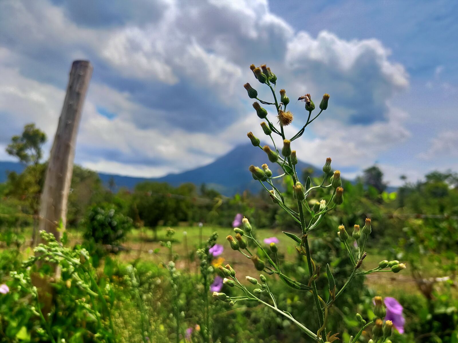 Realme 3 PRO sample photo. Pemandangan, indah, perdesaan photography