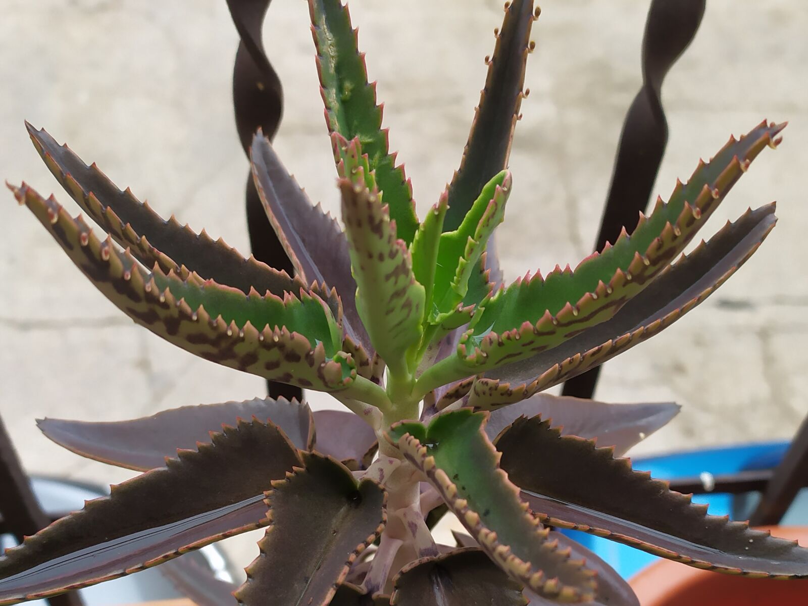 Xiaomi Redmi Note 7 sample photo. Plant, pretty, cactus photography