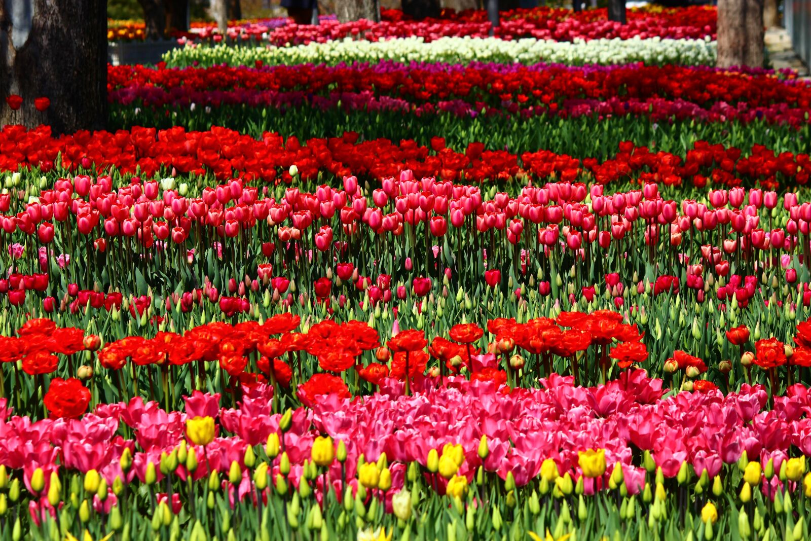 Canon EOS 600D (Rebel EOS T3i / EOS Kiss X5) sample photo. Colorful, parade, the feast photography