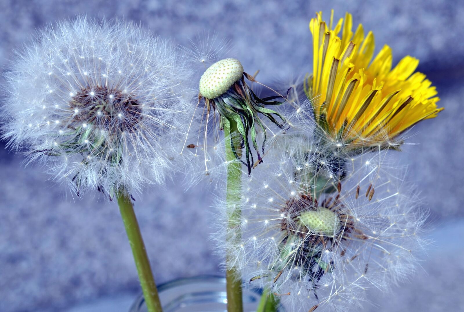 Nikon D5100 sample photo. Dandelion, flower, petals, seed photography