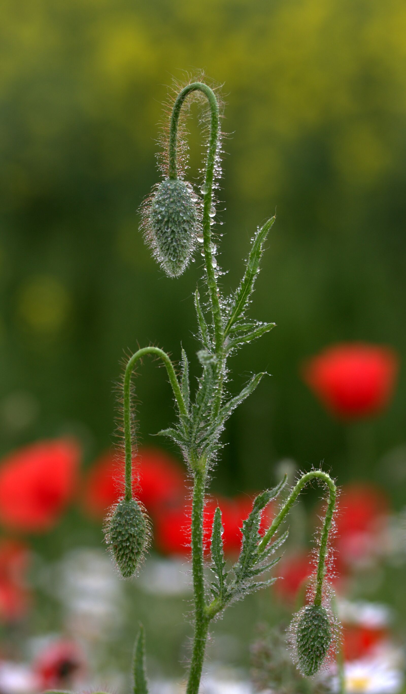 Canon EF-S 60mm F2.8 Macro USM sample photo. Poppy, freshman, flower photography