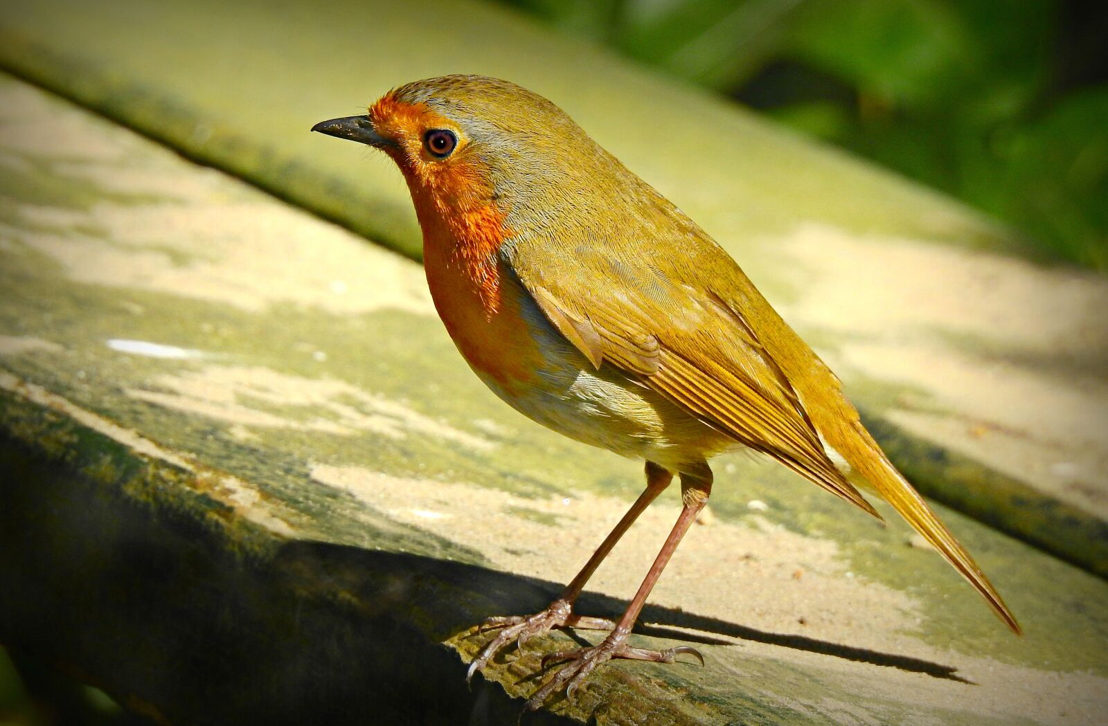Nikon Coolpix P900 sample photo. Robin, song bird, songbird photography