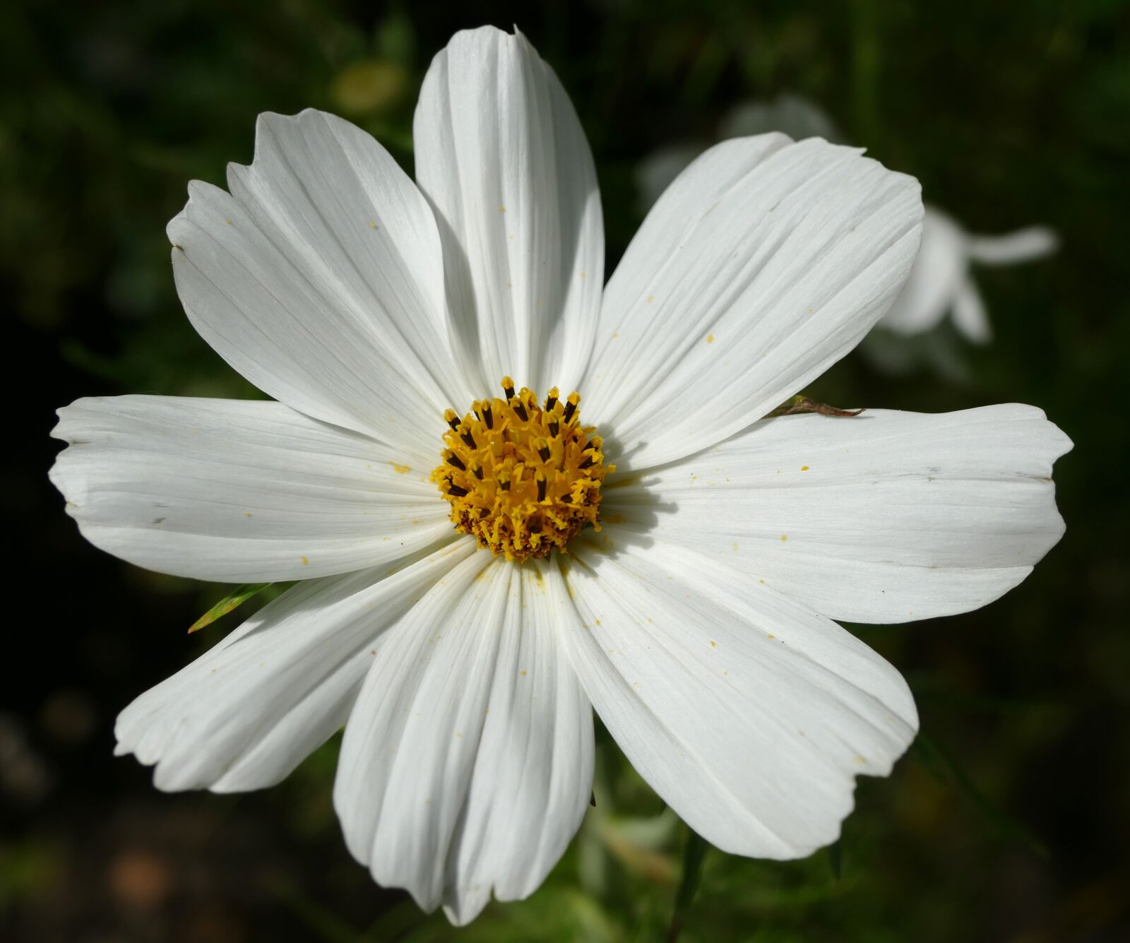 Panasonic Lumix DMC-FZ1000 sample photo. Kosmee, cosmos, white blossom photography