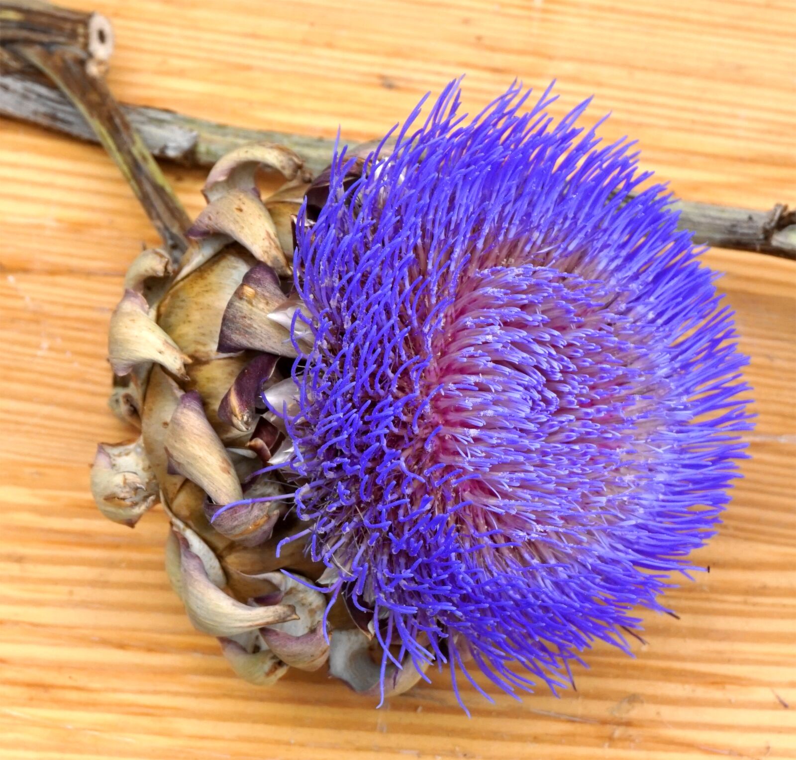 Sony Alpha a5000 (ILCE 5000) sample photo. Artichokes, blossom, bloom photography