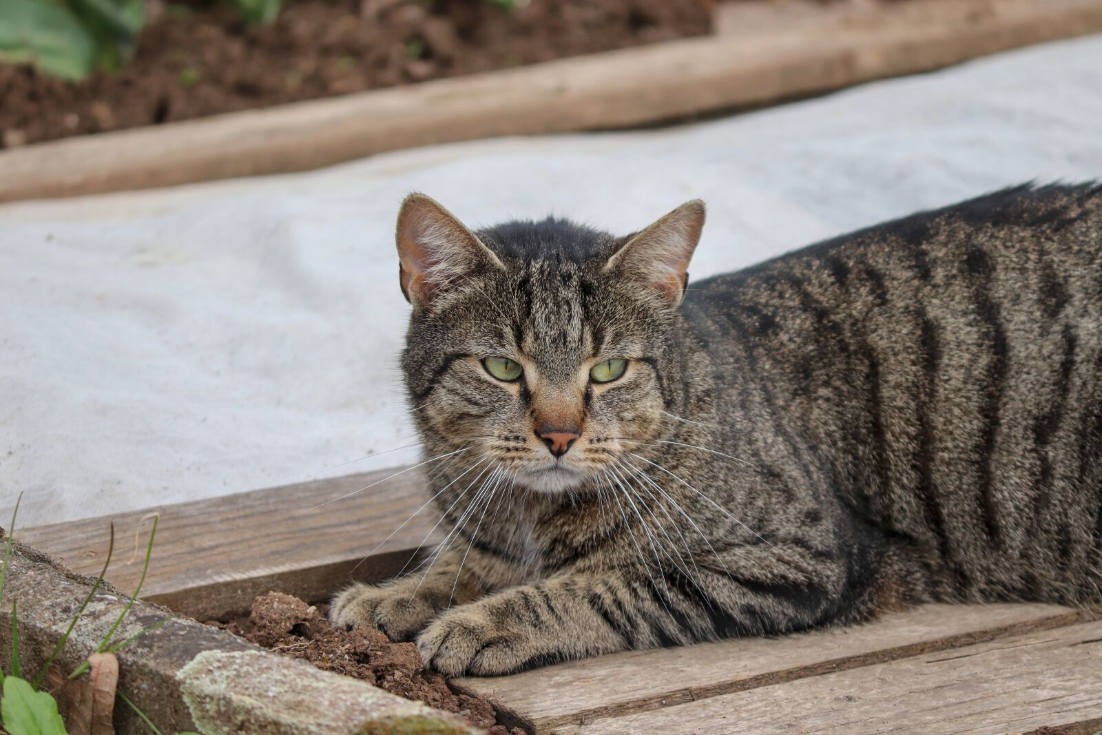 Canon EOS 200D (EOS Rebel SL2 / EOS Kiss X9) sample photo. Cat, domestic cat, pet photography