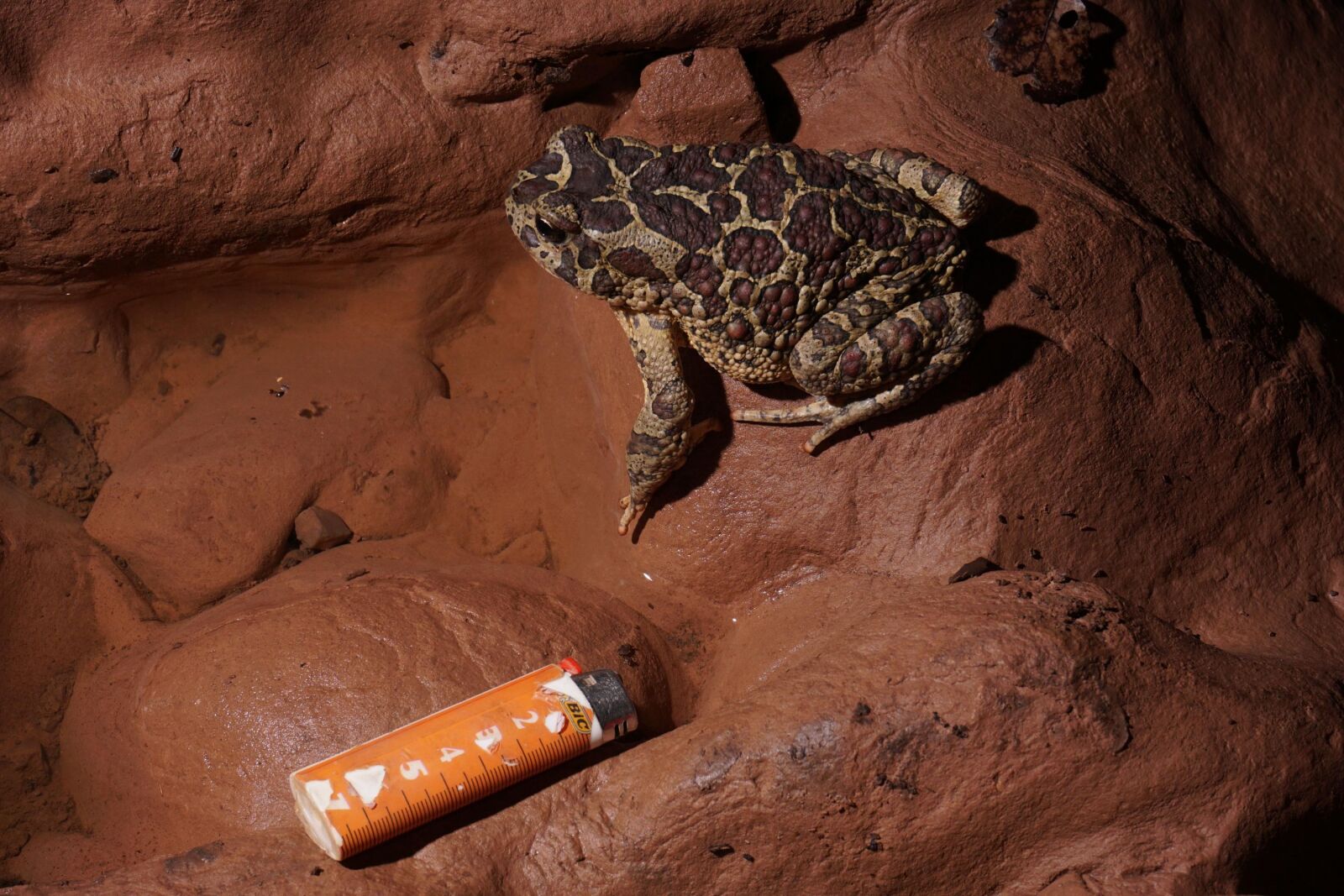 Sony a6000 sample photo. Frog, cave, morocco photography