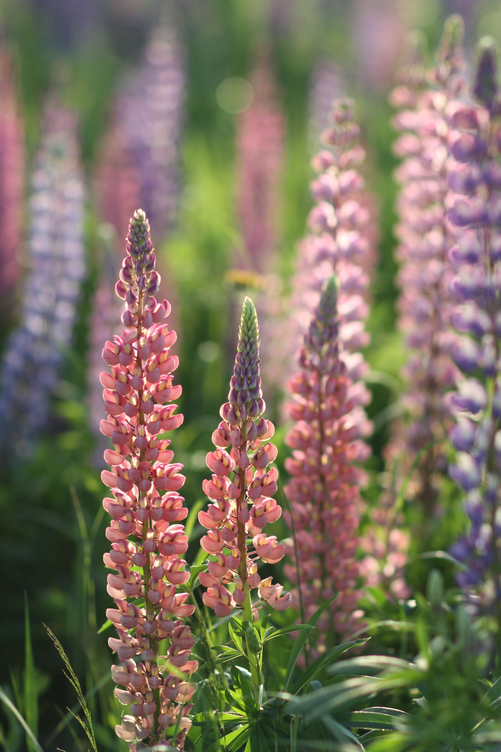 Canon EF 85mm F1.2L II USM sample photo. Lupines, flowers, summer flowers photography