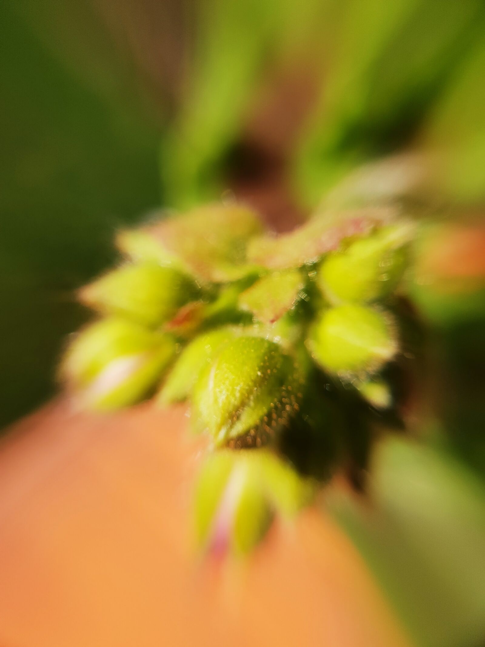 Samsung Galaxy S9 sample photo. Bud, close up, flower photography