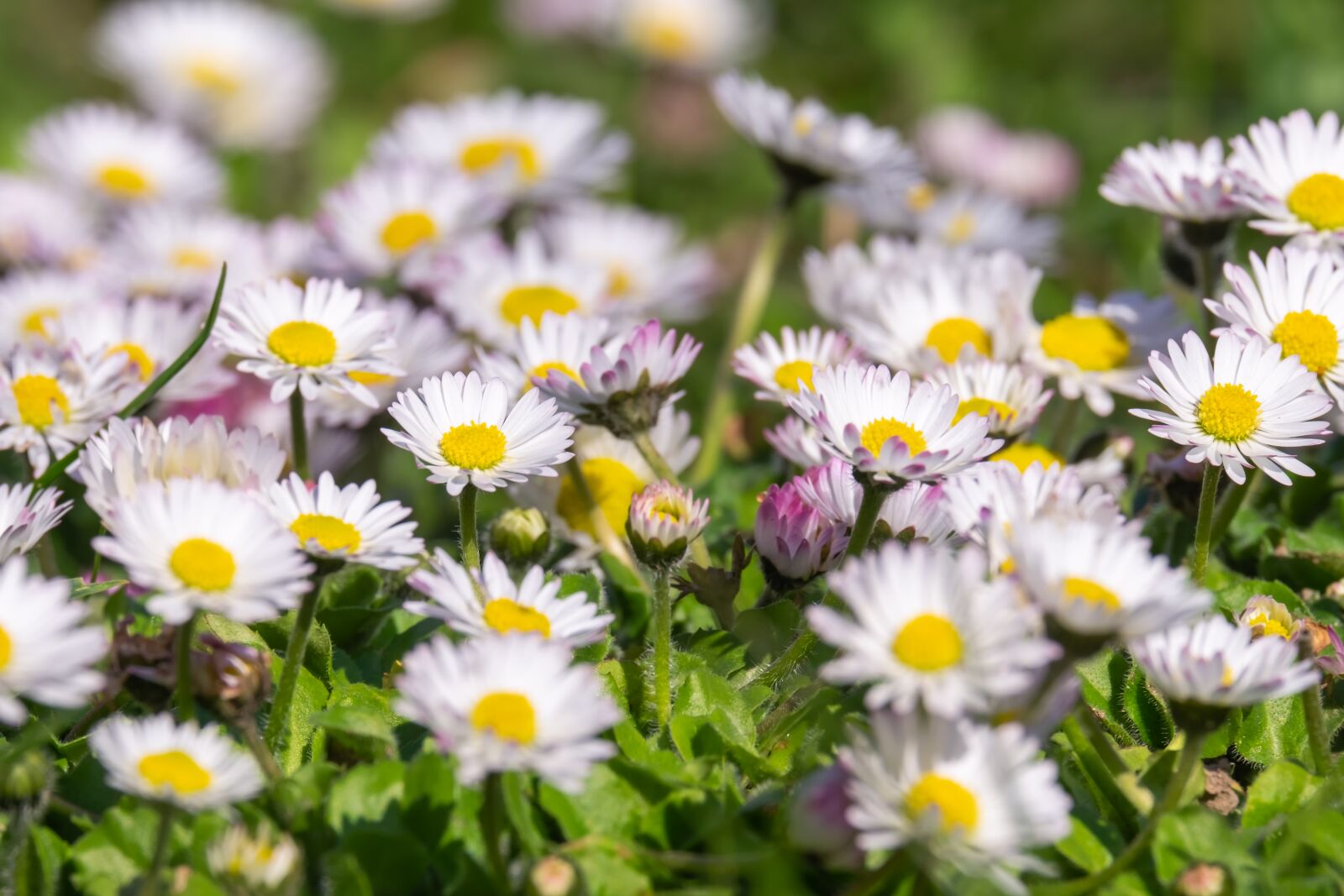Fujifilm XF 55-200mm F3.5-4.8 R LM OIS sample photo. Daisy, flower, blossom photography