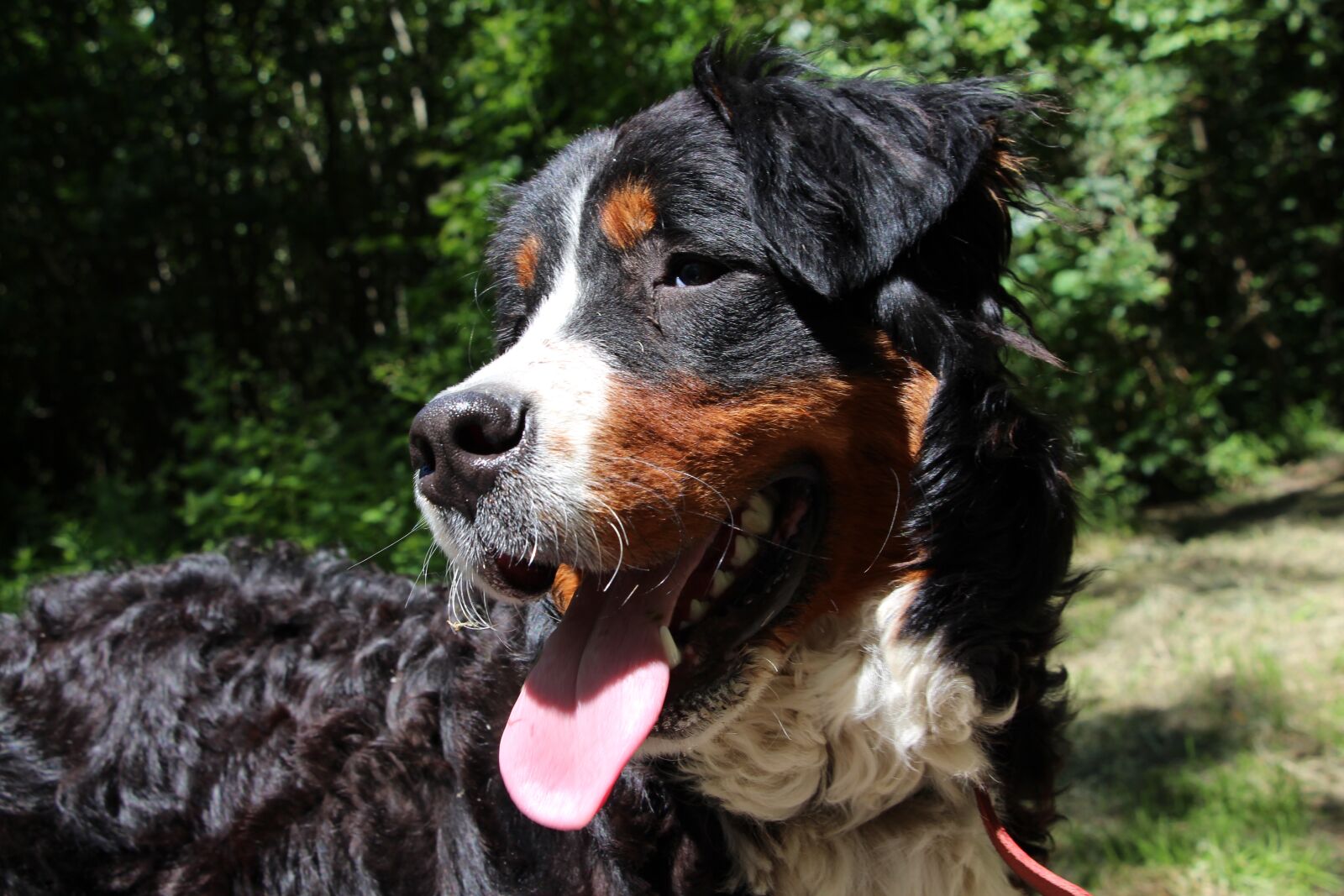 Canon EOS 700D (EOS Rebel T5i / EOS Kiss X7i) sample photo. Dog, bernese mountain dog photography