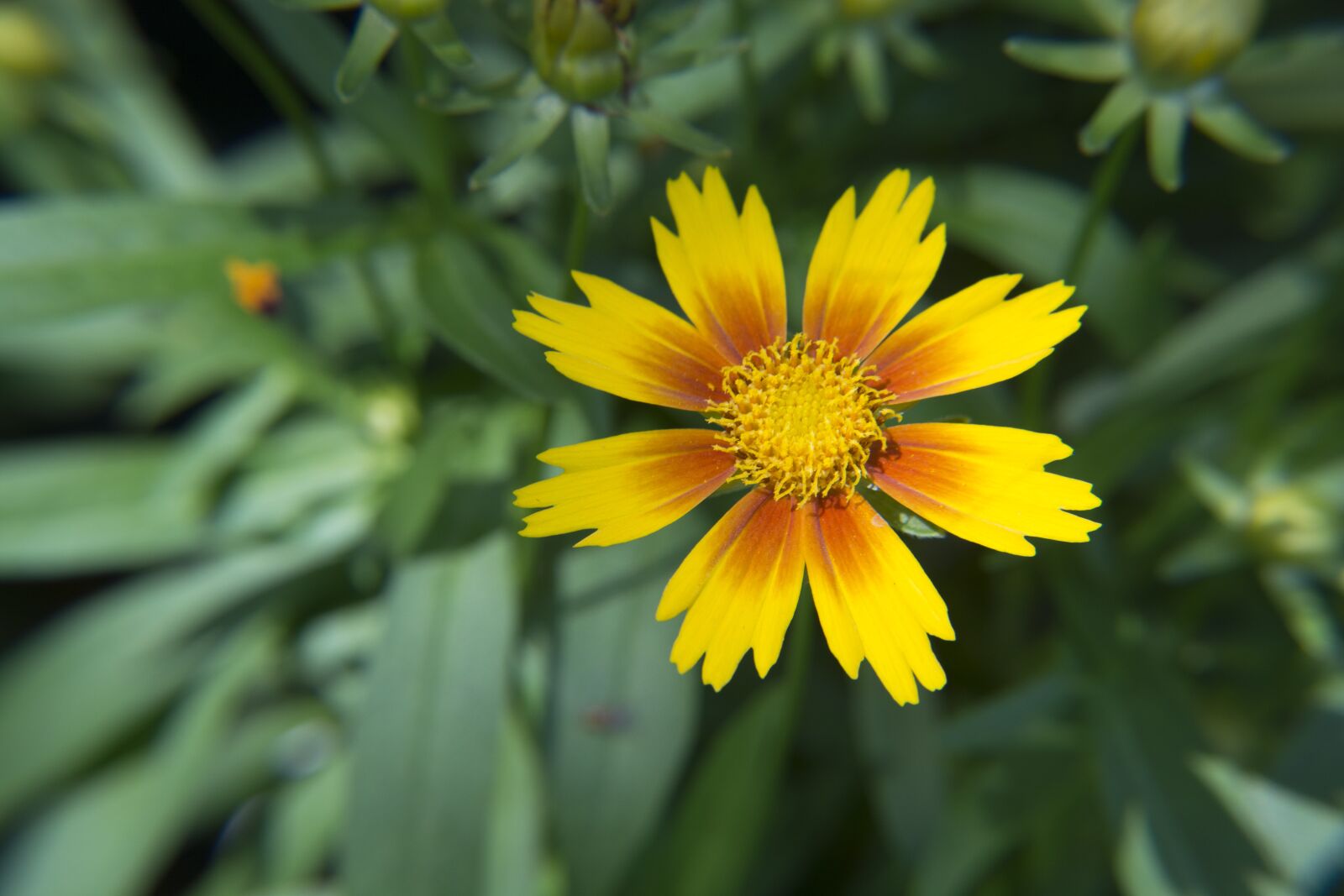 Nikon D5200 sample photo. Yellow and orange flower photography