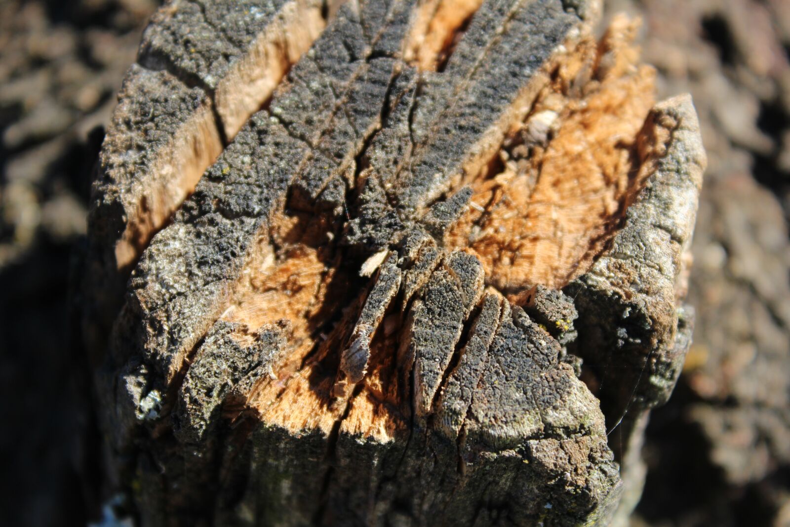 Canon EOS 1200D (EOS Rebel T5 / EOS Kiss X70 / EOS Hi) sample photo. Trunk, tree, field photography