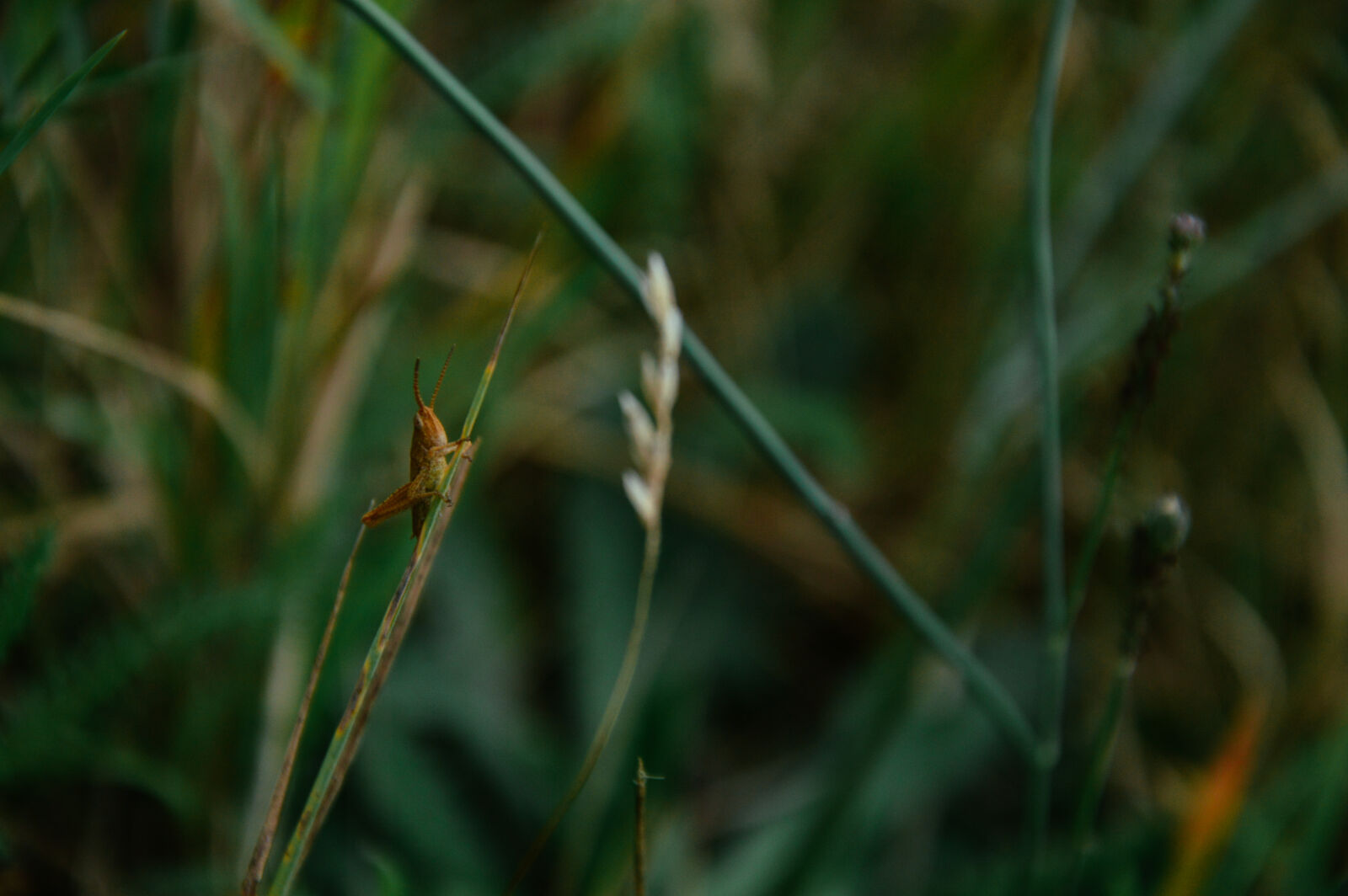 Nikon D3200 sample photo