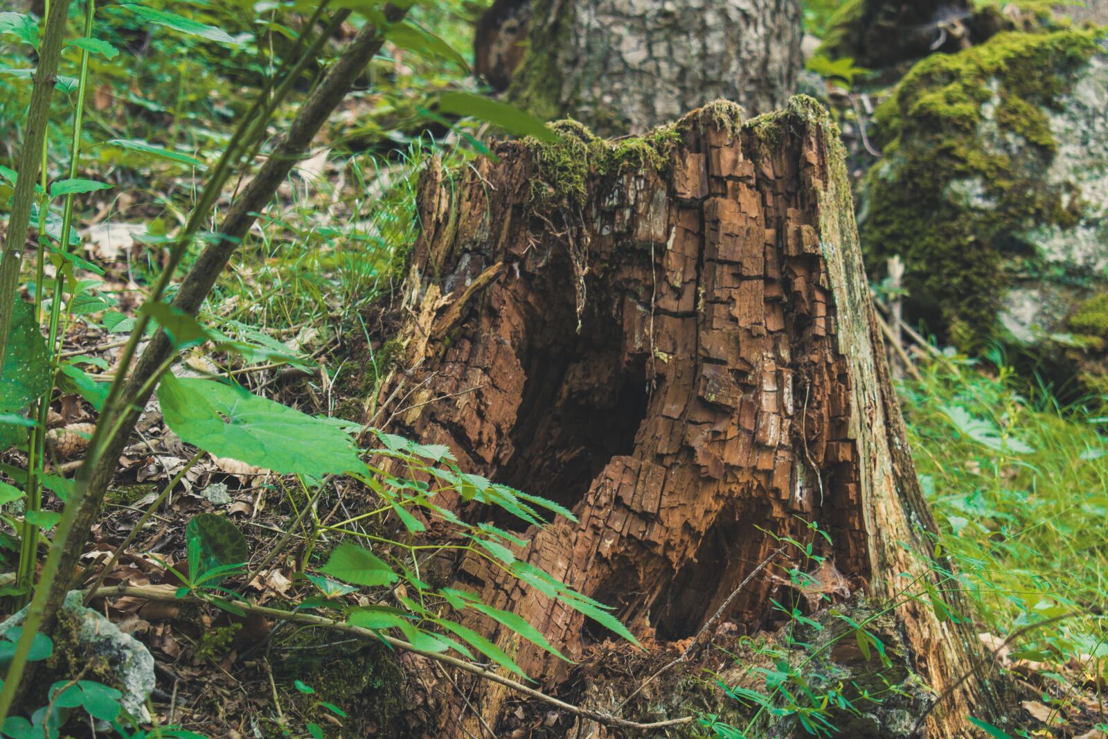 Nikon D3300 sample photo. Roots, trees, nature photography