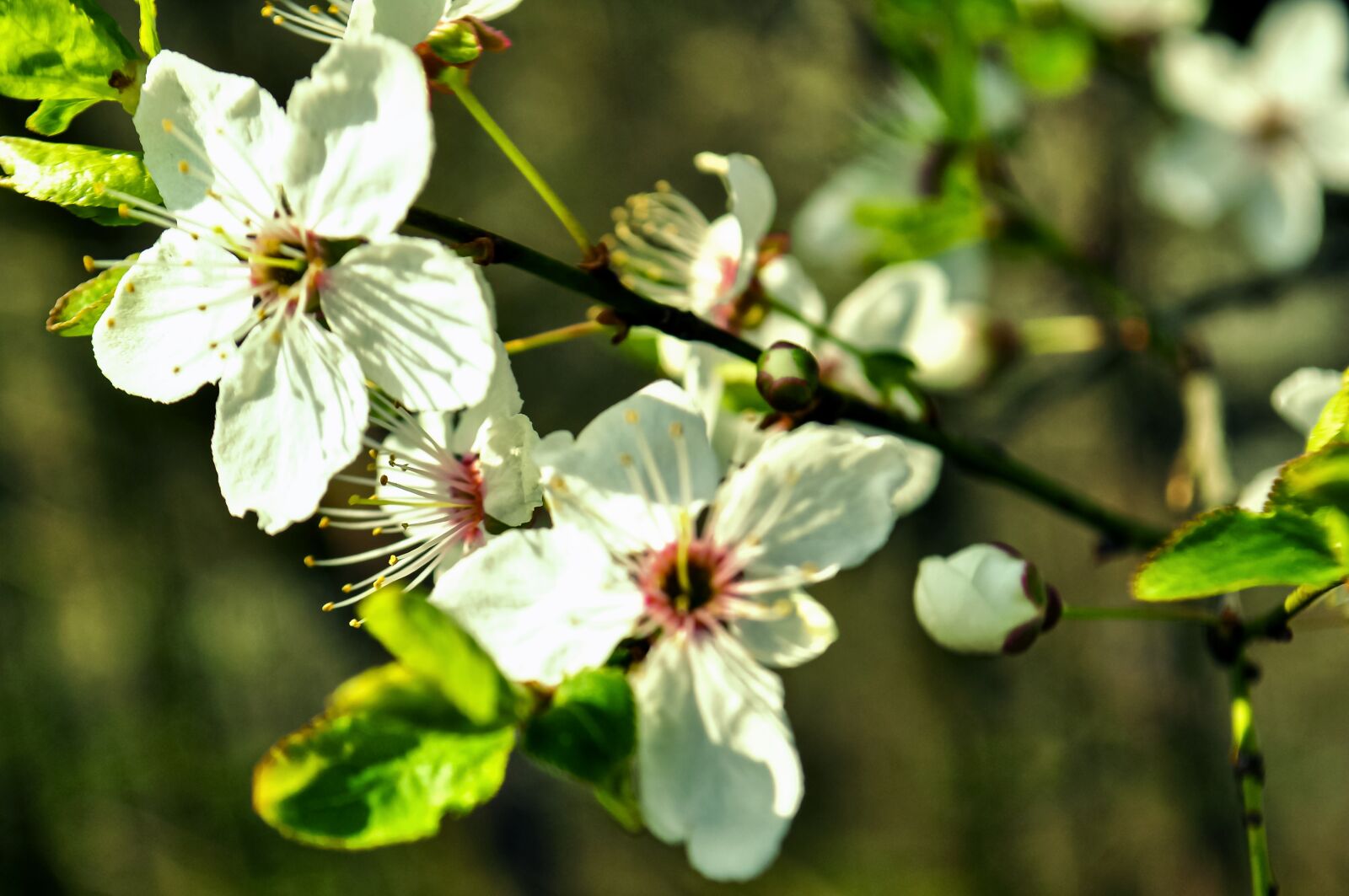 Nikon D90 sample photo. Flowering time, green, nature photography
