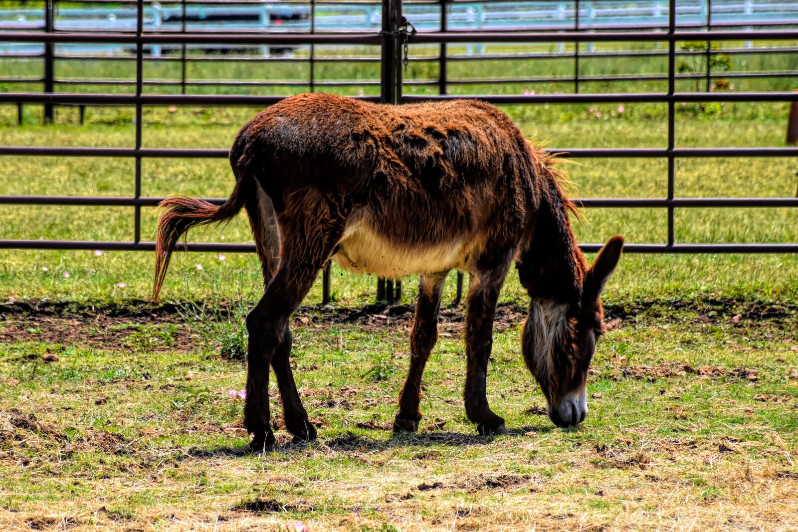 Nikon D5500 sample photo. Donkey, farm, livestock photography