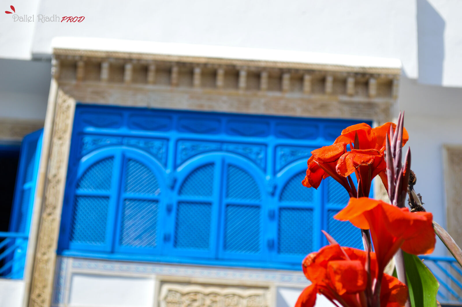 Nikon D3200 sample photo. Beautiful, flowers, blue, madina photography