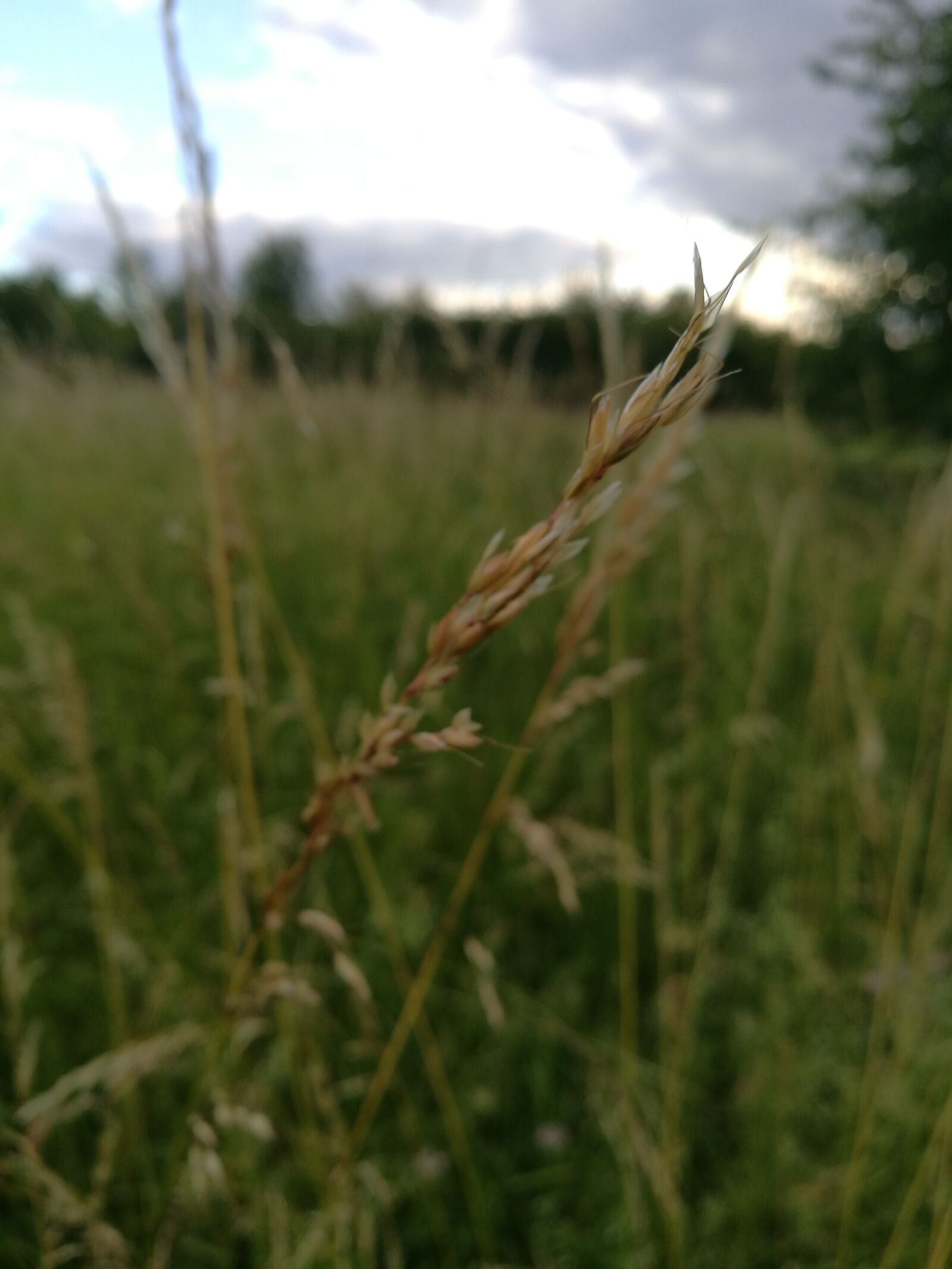 HUAWEI P9 sample photo. Grass, field, nature photography