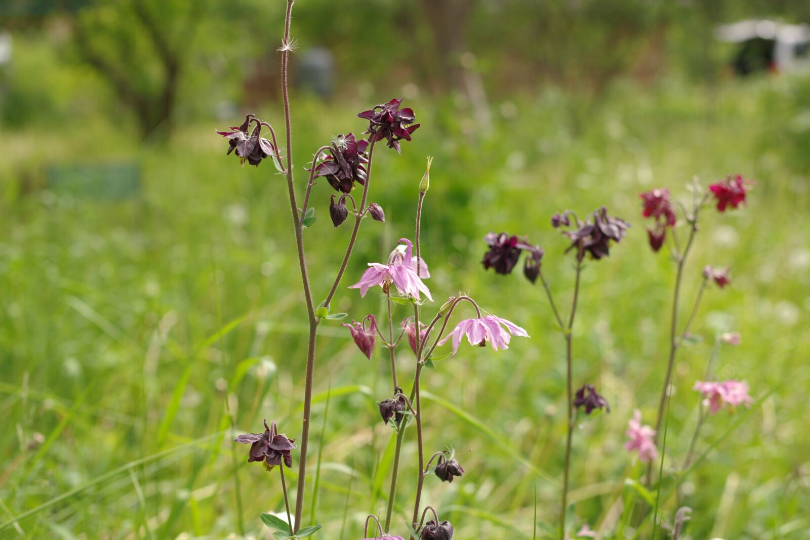 Pentax K-70 sample photo. Nature, grass, flower photography