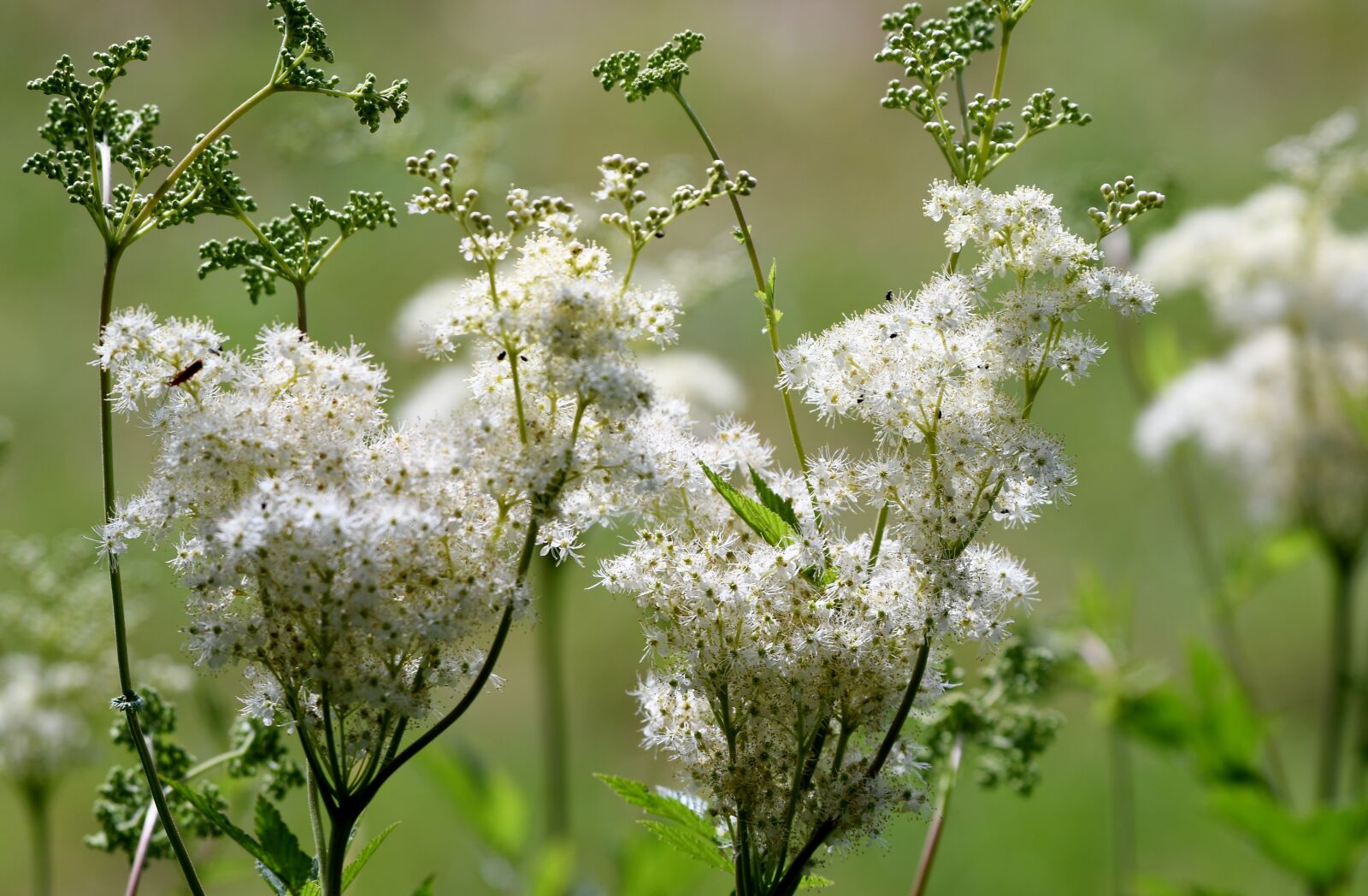 Nikon D500 sample photo. Flowers, white, summer photography