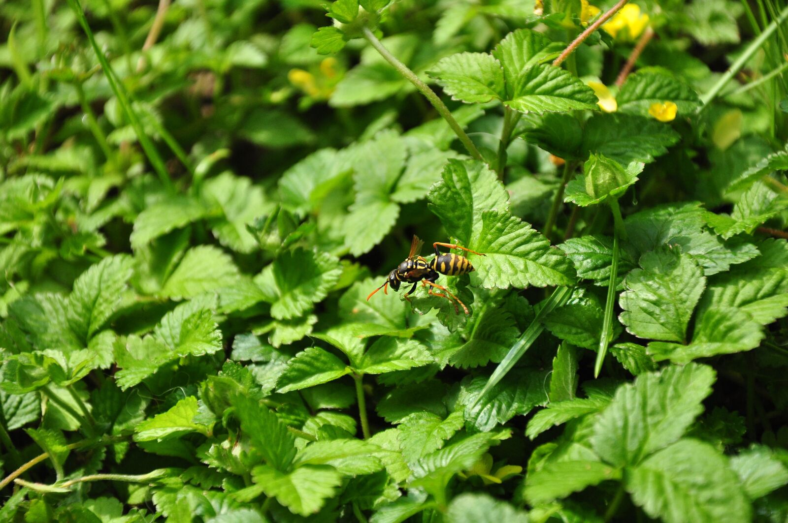 Nikon D5000 sample photo. Leaf, plant, fresh photography