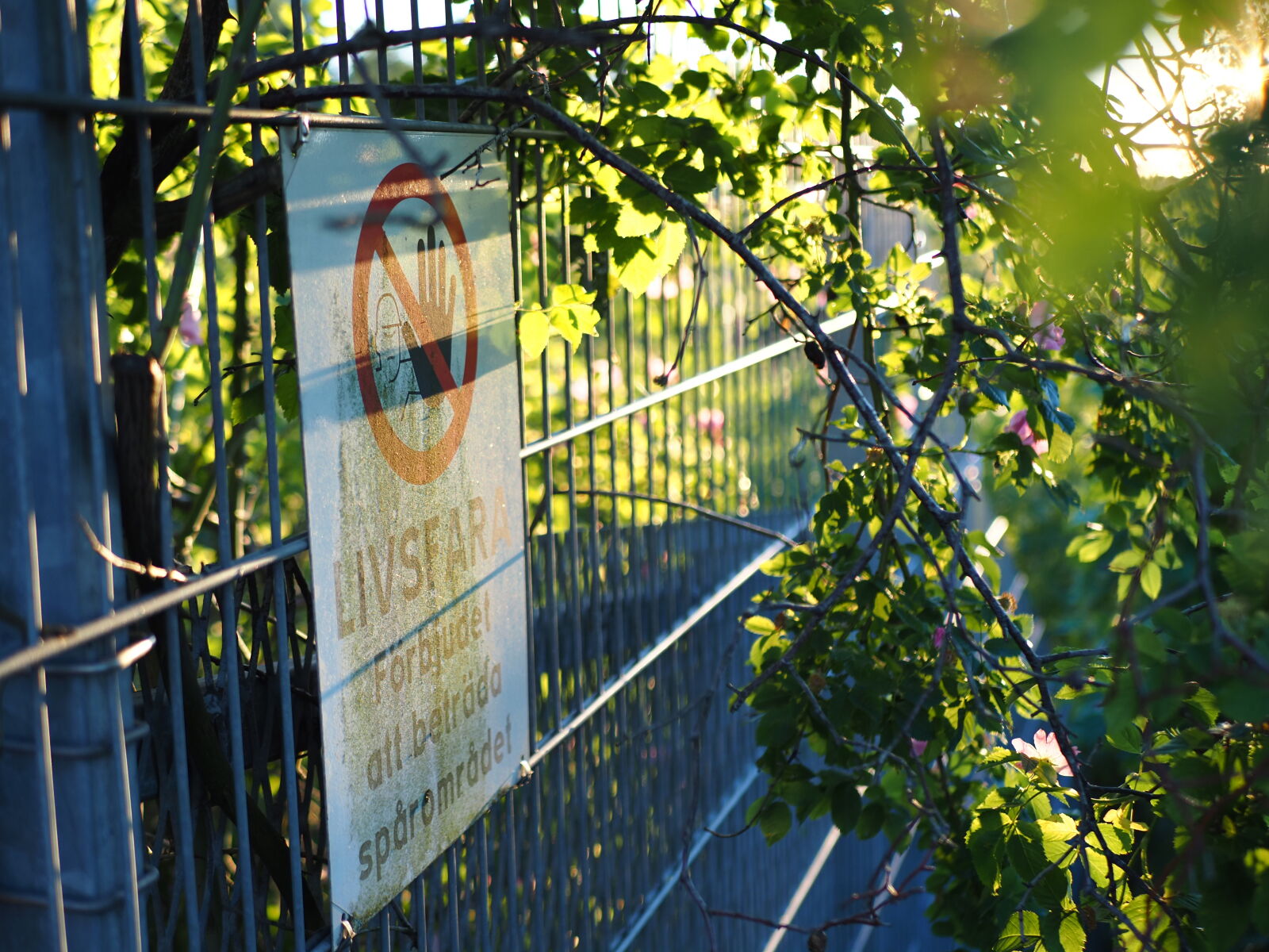 Olympus OM-D E-M1X sample photo