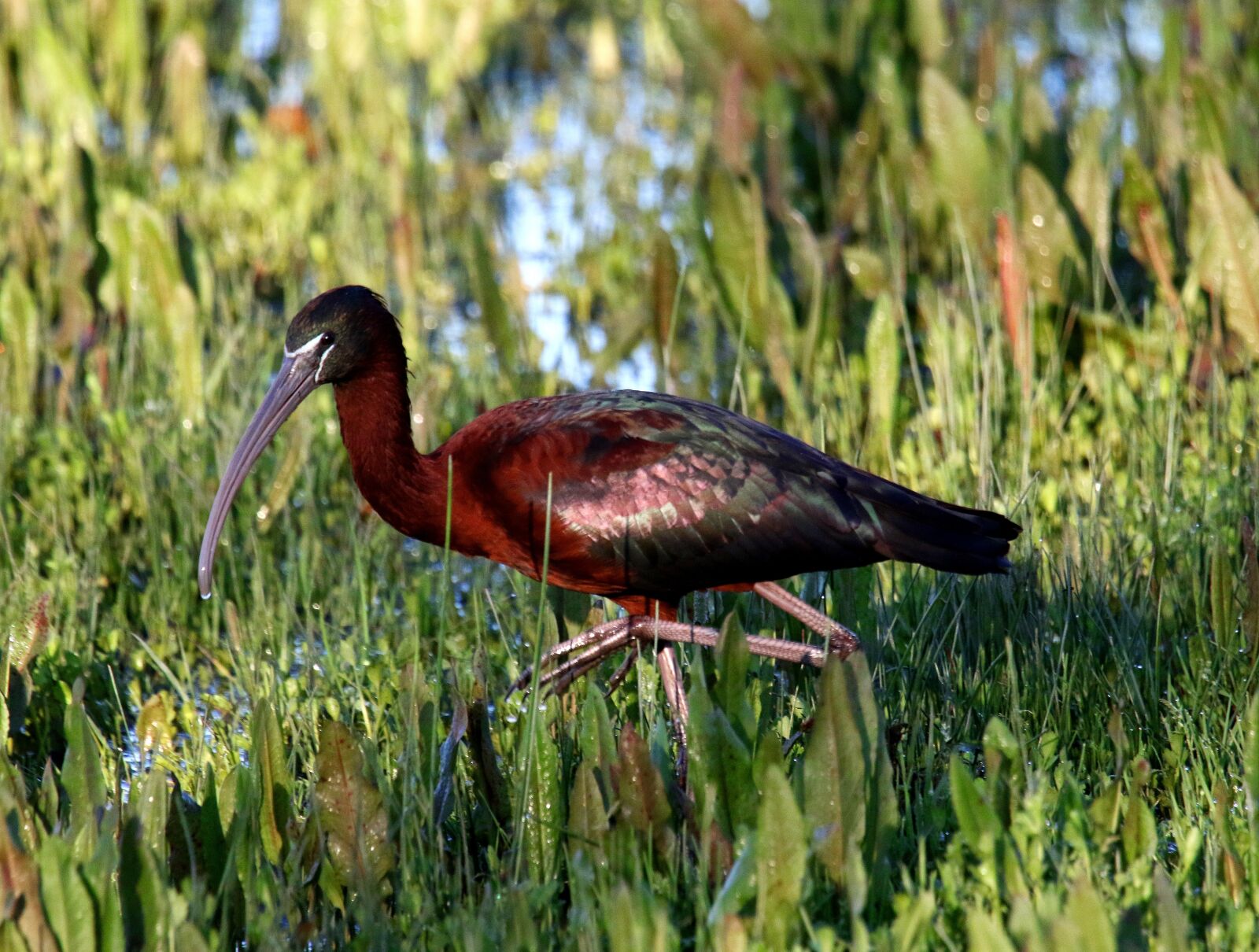 Canon EOS 7D Mark II sample photo. Glossy ibis, bird, wading photography