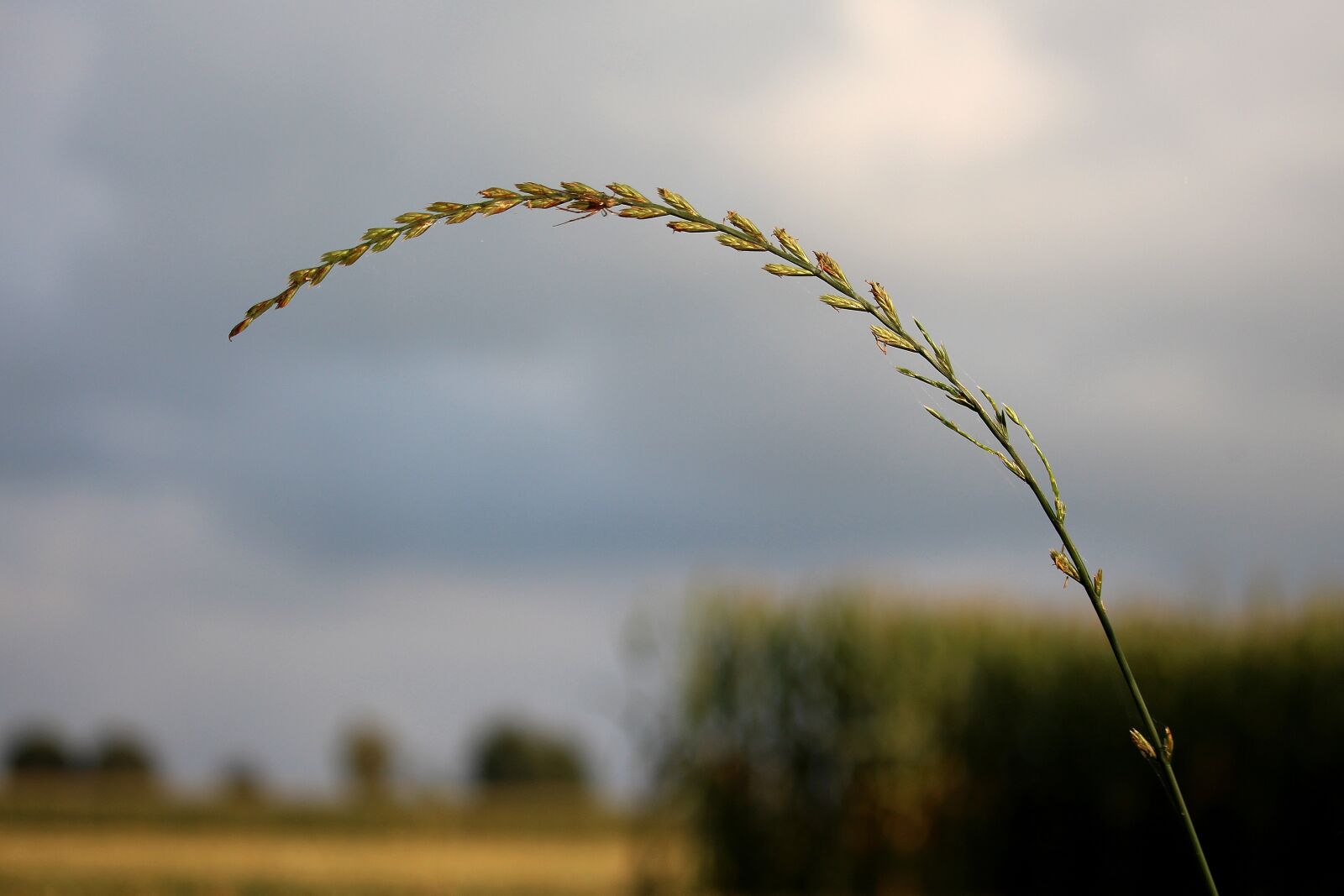 Canon EOS 700D (EOS Rebel T5i / EOS Kiss X7i) sample photo. Grass, grasses, nature photography