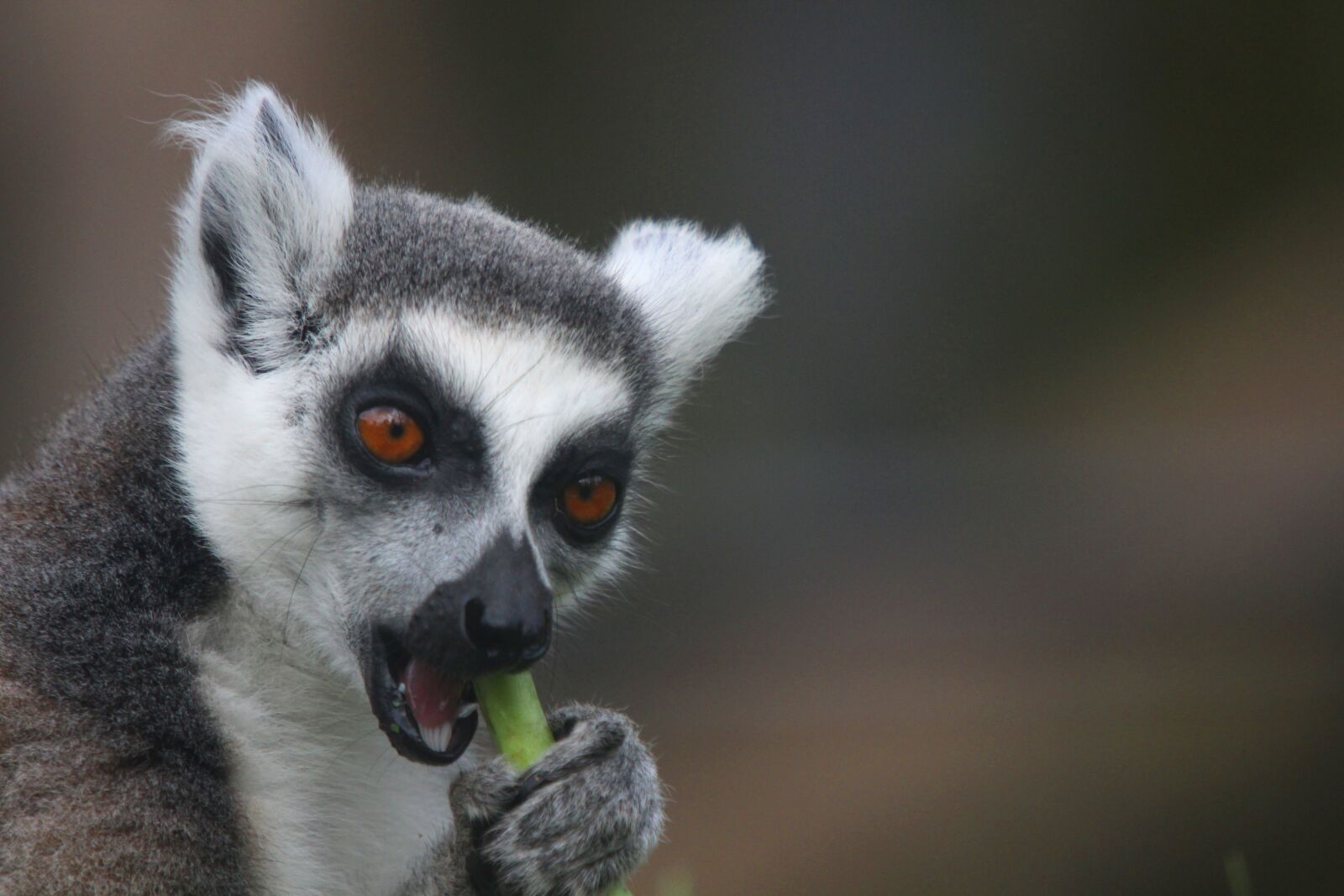 Canon EOS 700D (EOS Rebel T5i / EOS Kiss X7i) sample photo. Lemur, zoo, monkey photography