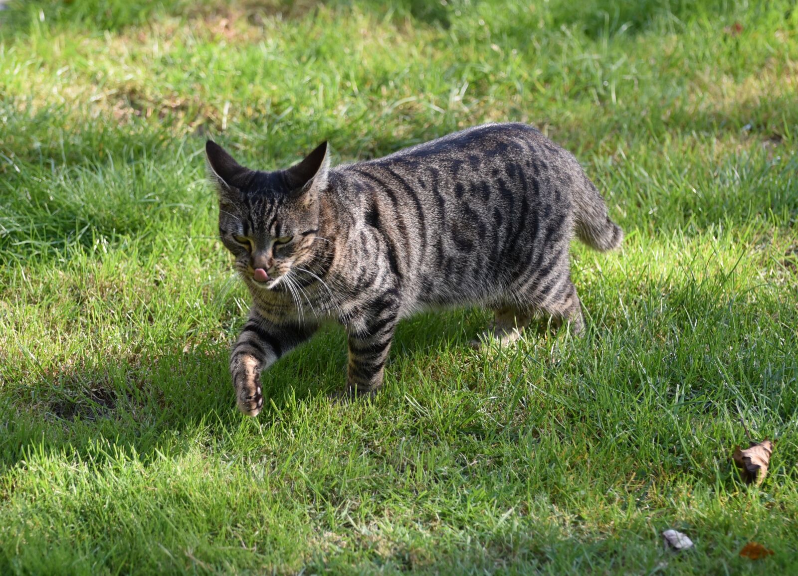Nikon D750 sample photo. Cat, sneak, mackerel photography